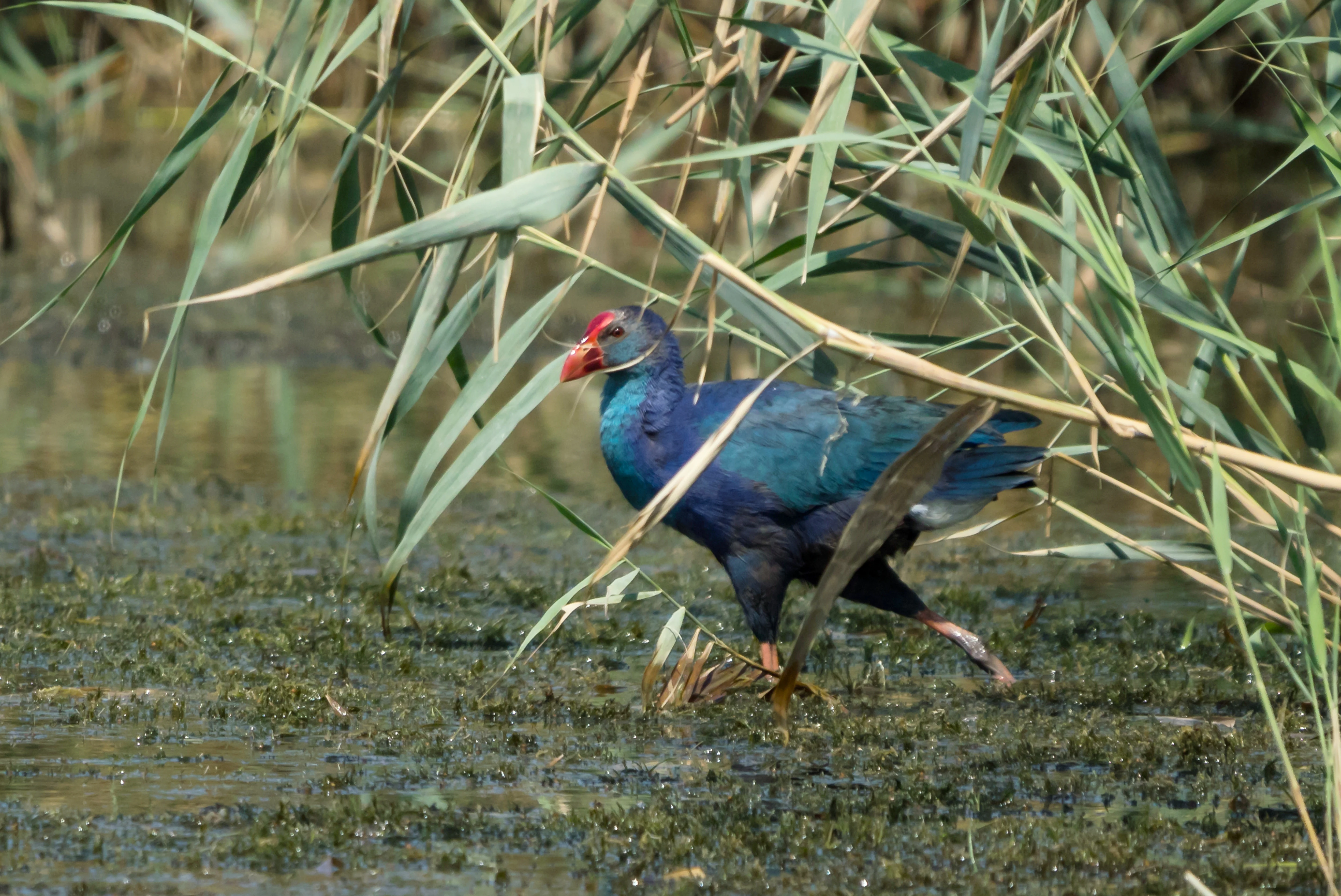 Un calamón común de cabeza gris, con un brillante plumaje azul y un pico rojo, camina por aguas poco profundas entre altas hierbas de marisma.
