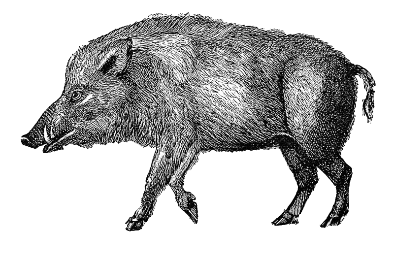 Una ilustración en estilo de tinta en blanco y negro de un jabalí mostrado de perfil mirando hacia la izquierda sobre un fondo negro.