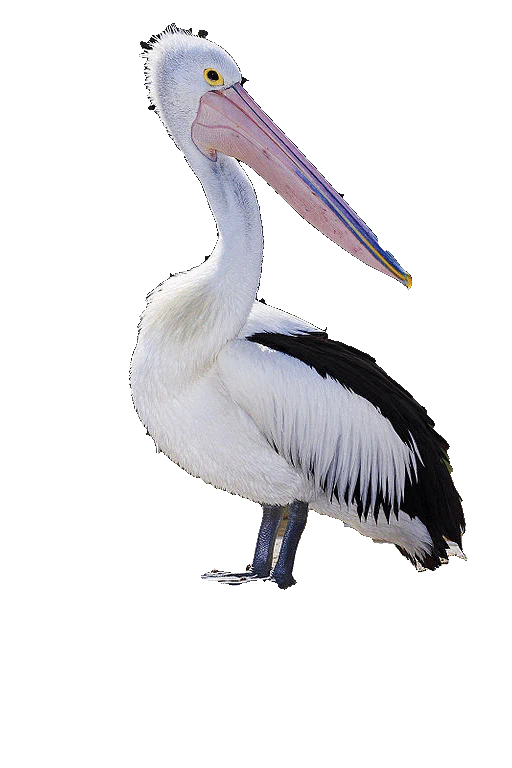 Una vista de cuerpo completo de un pelícano australiano sobre un fondo negro sólido, que muestra su cuerpo blanco, las plumas negras de sus alas y su largo pico de color rosa pálido.