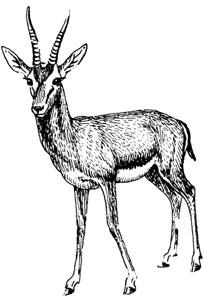 Un dibujo en blanco y negro de una gacela de pie sobre un fondo negro sólido.