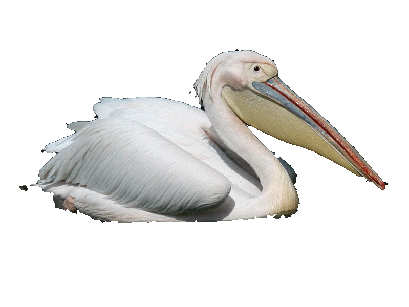 Una vista de cerca de un pelícano blanco común que muestra su gran pico y su plumaje blanco sobre un fondo negro sólido.