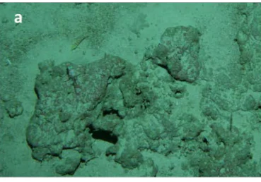 An underwater photograph showing a textured limestone ridge on the ocean floor, characterized by greenish sediment, small sponges, and a small fish.