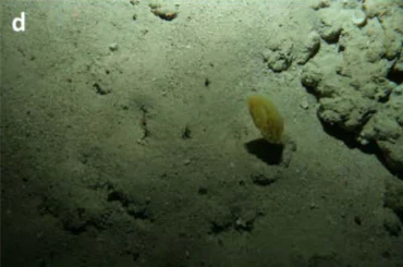 Underwater view of a sandy seafloor with a limestone rock formation on the right and a small, solitary yellow sea squirt in the center.