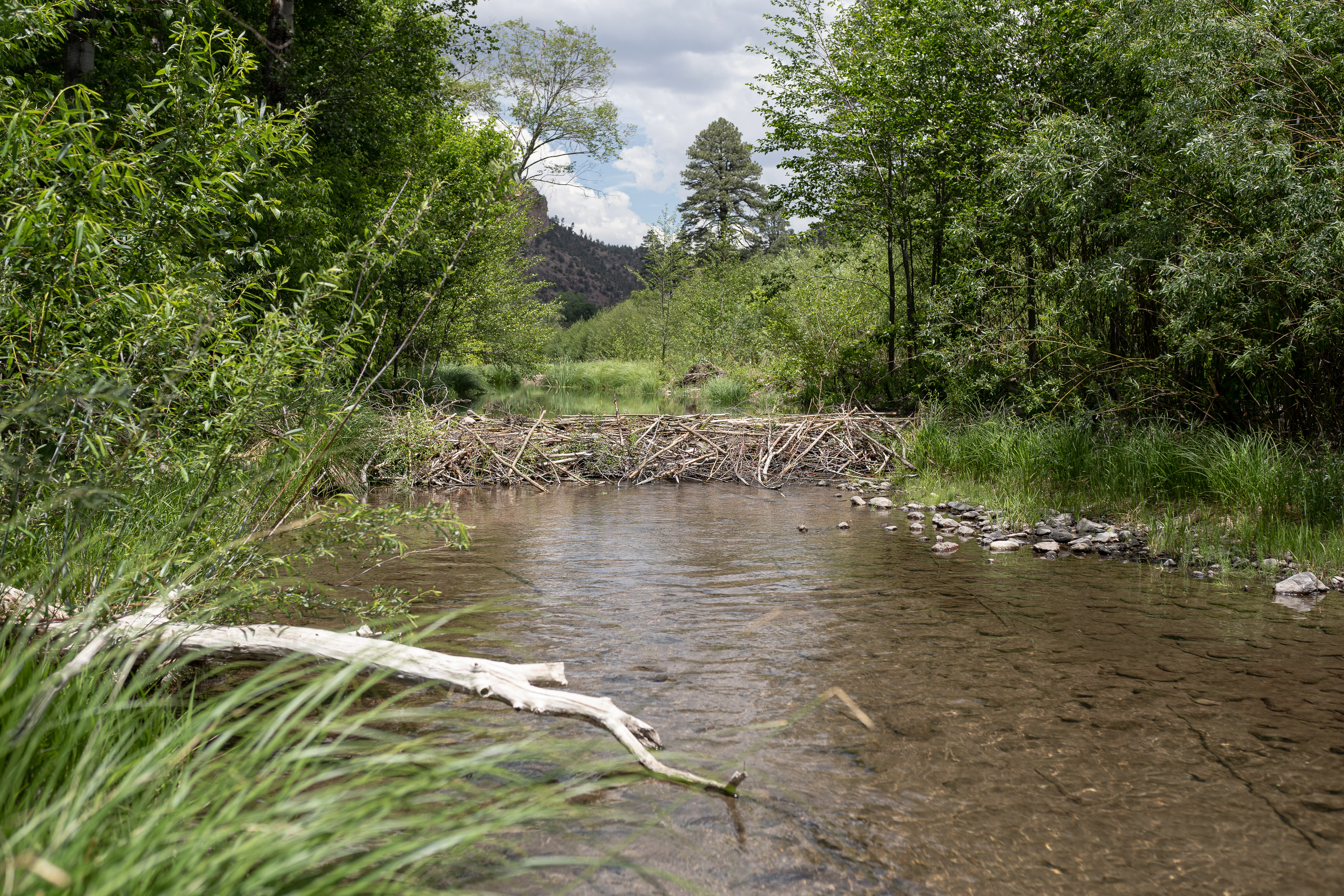 A beaver dam constructed of sticks and branches spanning a calm river, surrounded by lush green riparian vegetation and trees.