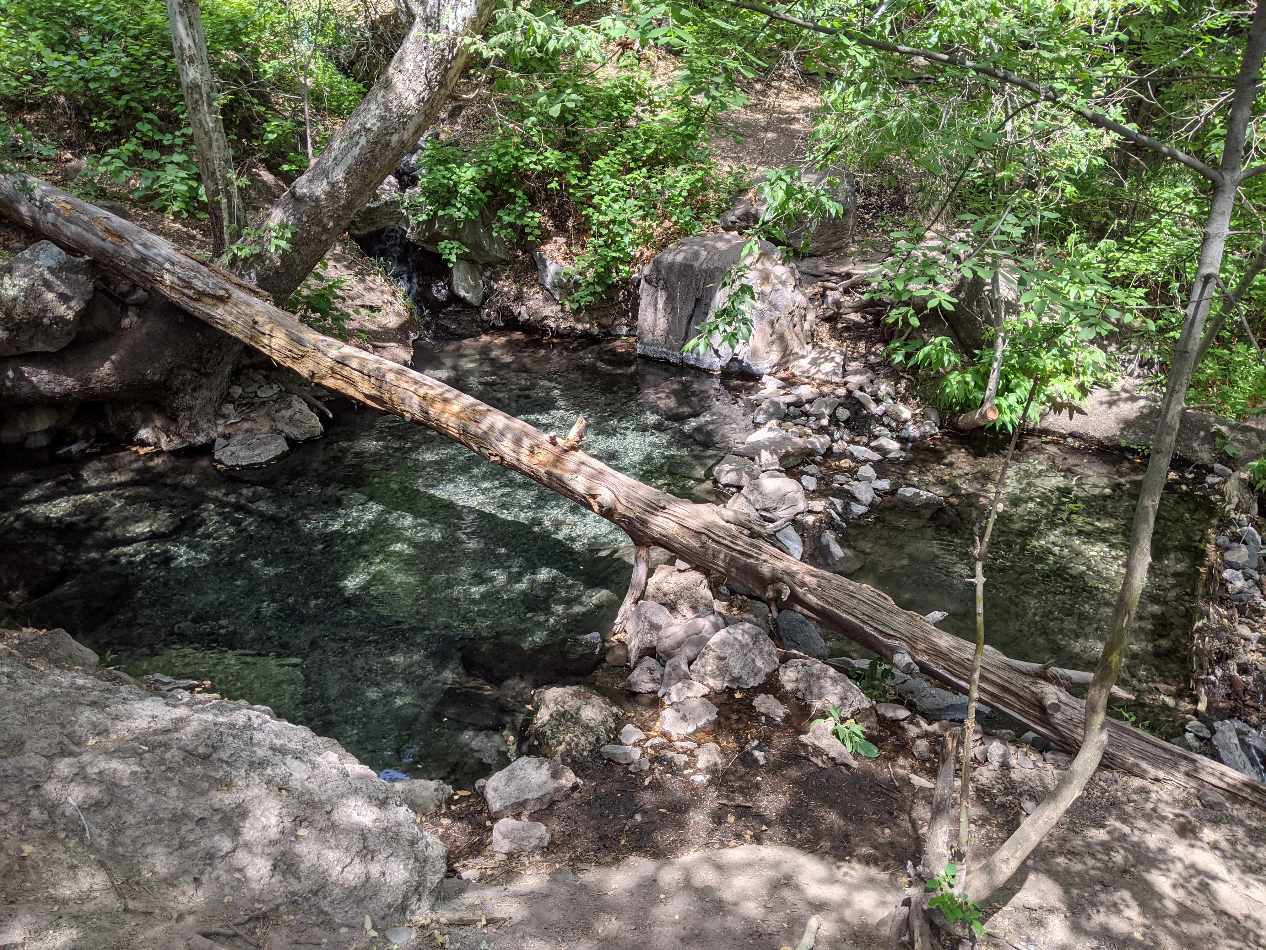 A small clear spring-fed pool surrounded by rocky terrain and dense green trees, with a large fallen log spanning across the water.