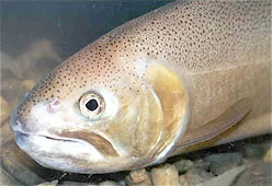 Una fotografía de primer plano de una trucha de Gila que muestra su cabeza moteada y su ojo, bajo el agua.