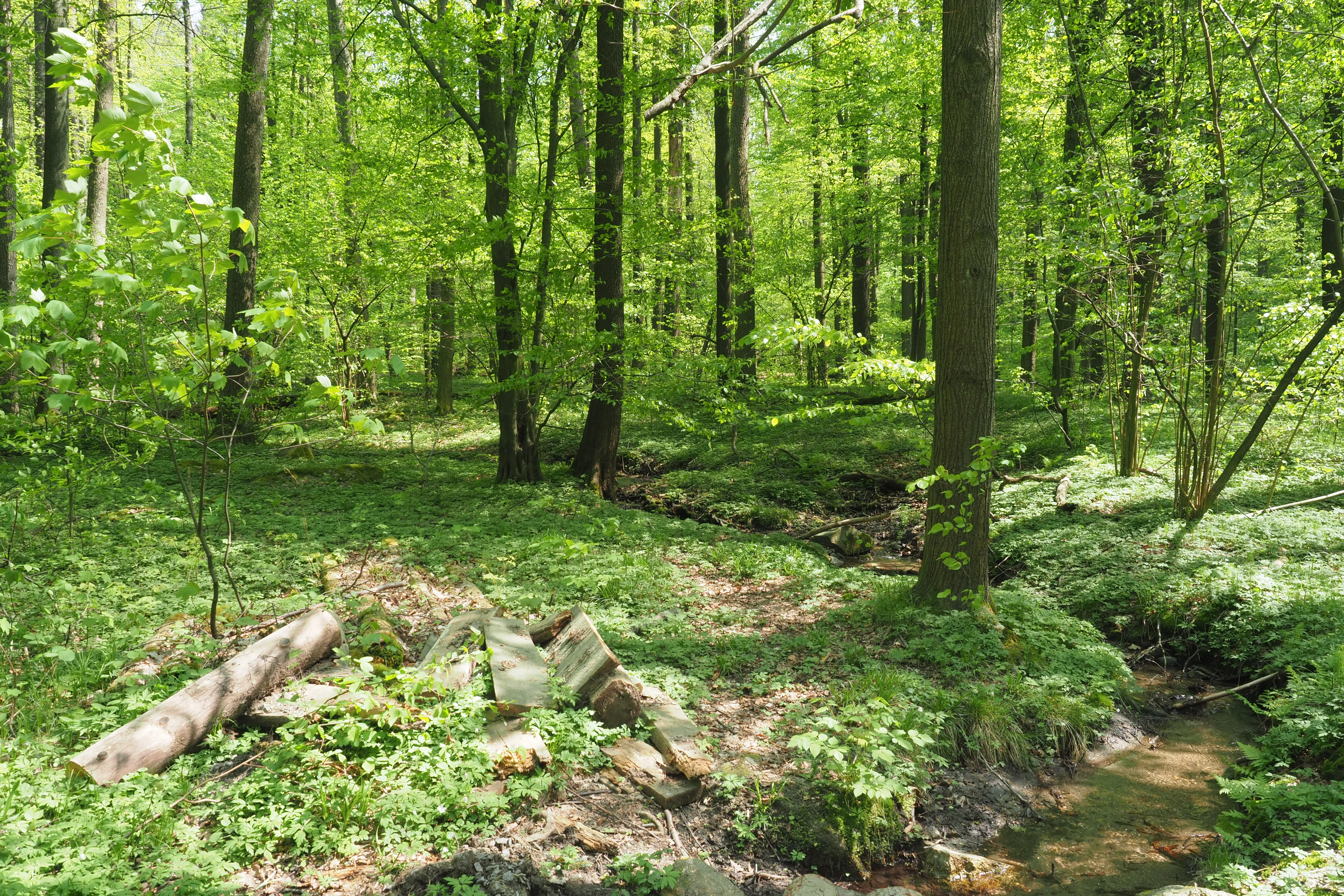 A sunny forest scene featuring vibrant green trees, a small winding stream in the foreground, and fallen logs on the forest floor.