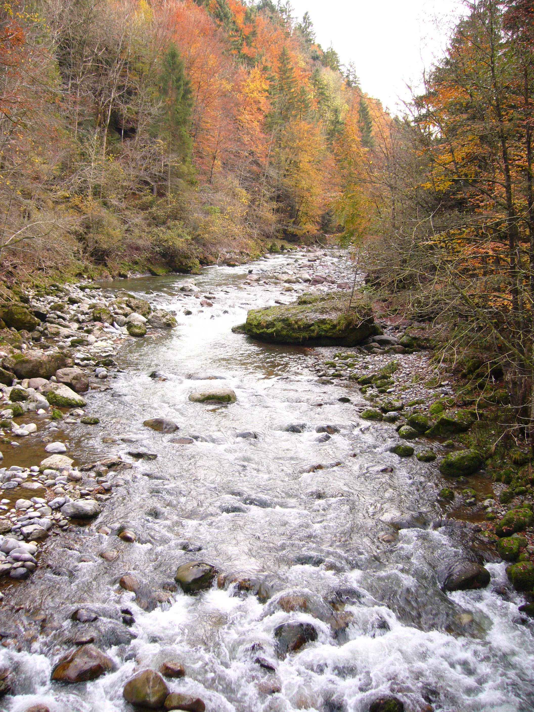 A rushing river flowing over rocky stream beds, surrounded by dense deciduous and coniferous trees showing autumn foliage in hues of yellow, orange, and red.