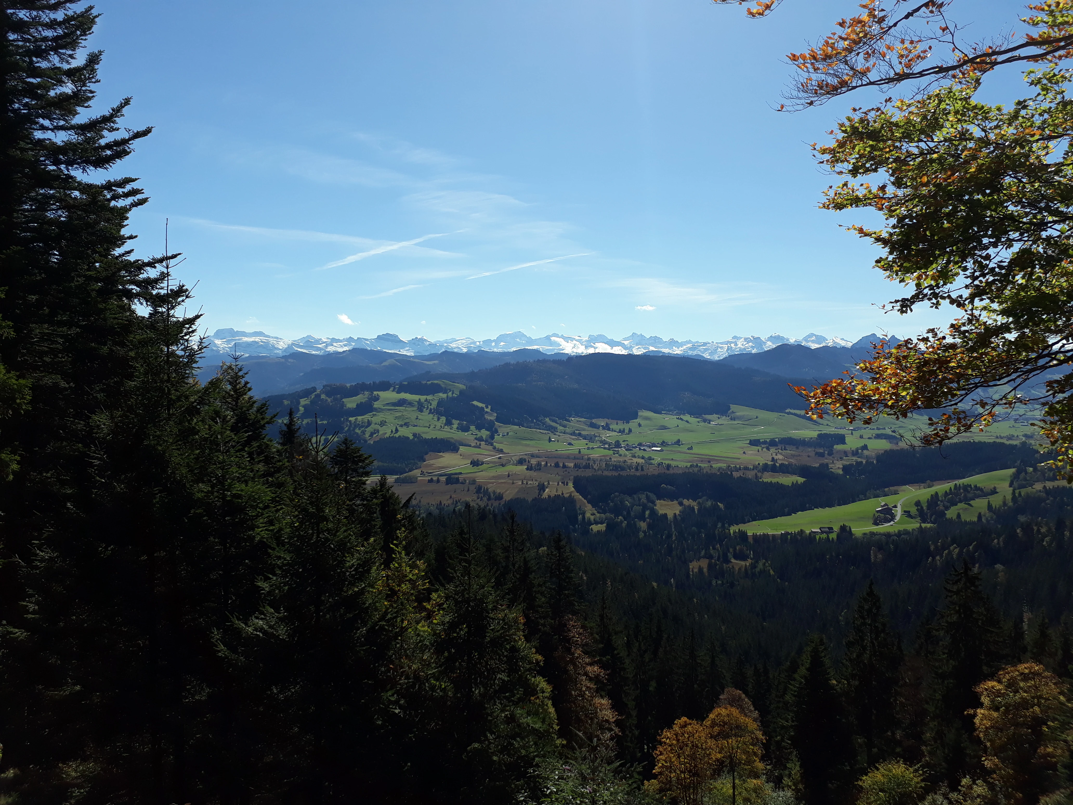 A high vantage point looking down over a green valley with a dense evergreen forest in the foreground and snow-capped mountains on the distant horizon under a clear blue sky.