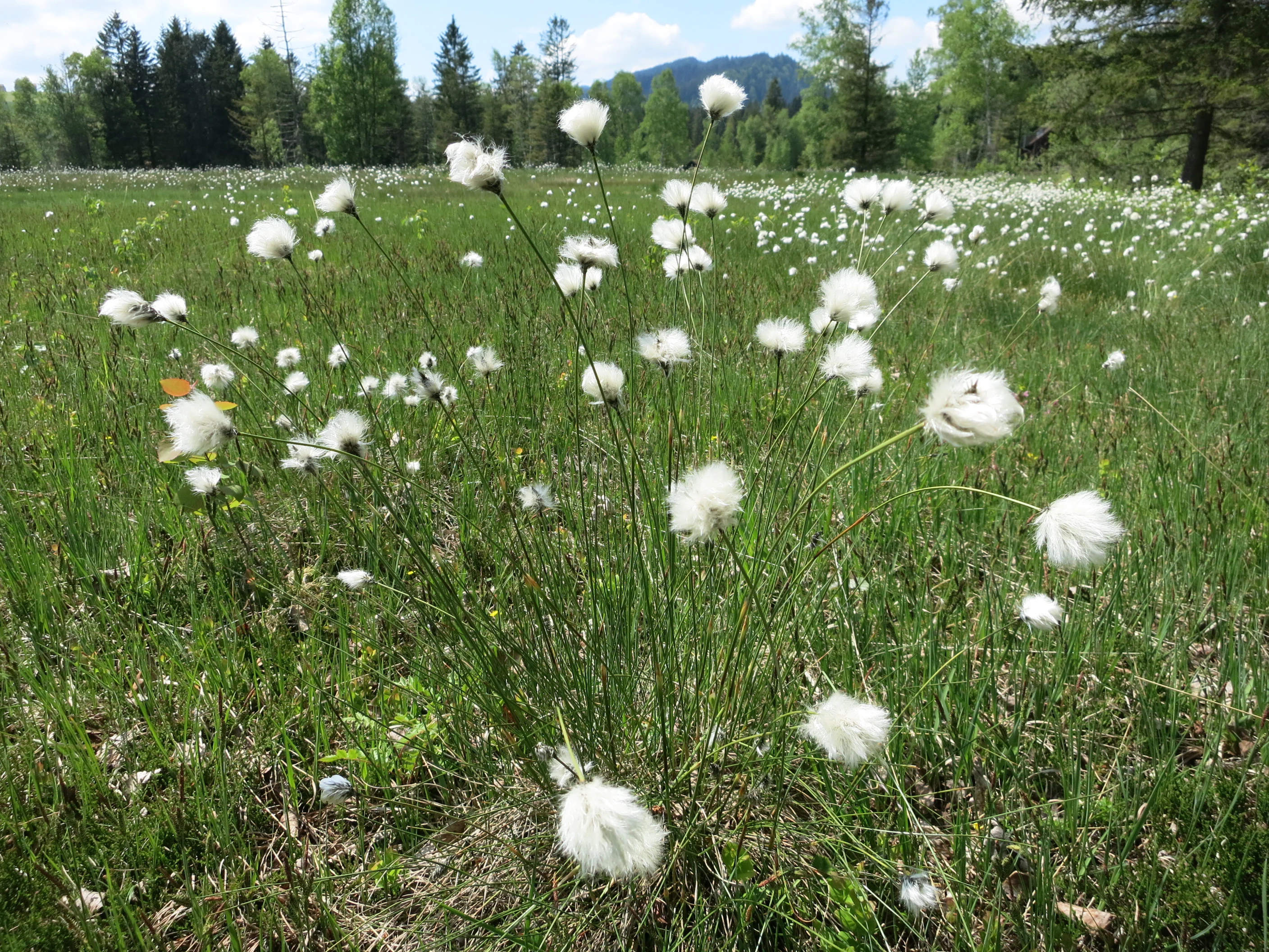 A close-up view of fluffy white cotton grass heads in a green moorland meadow, with trees and a distant hill in the background.