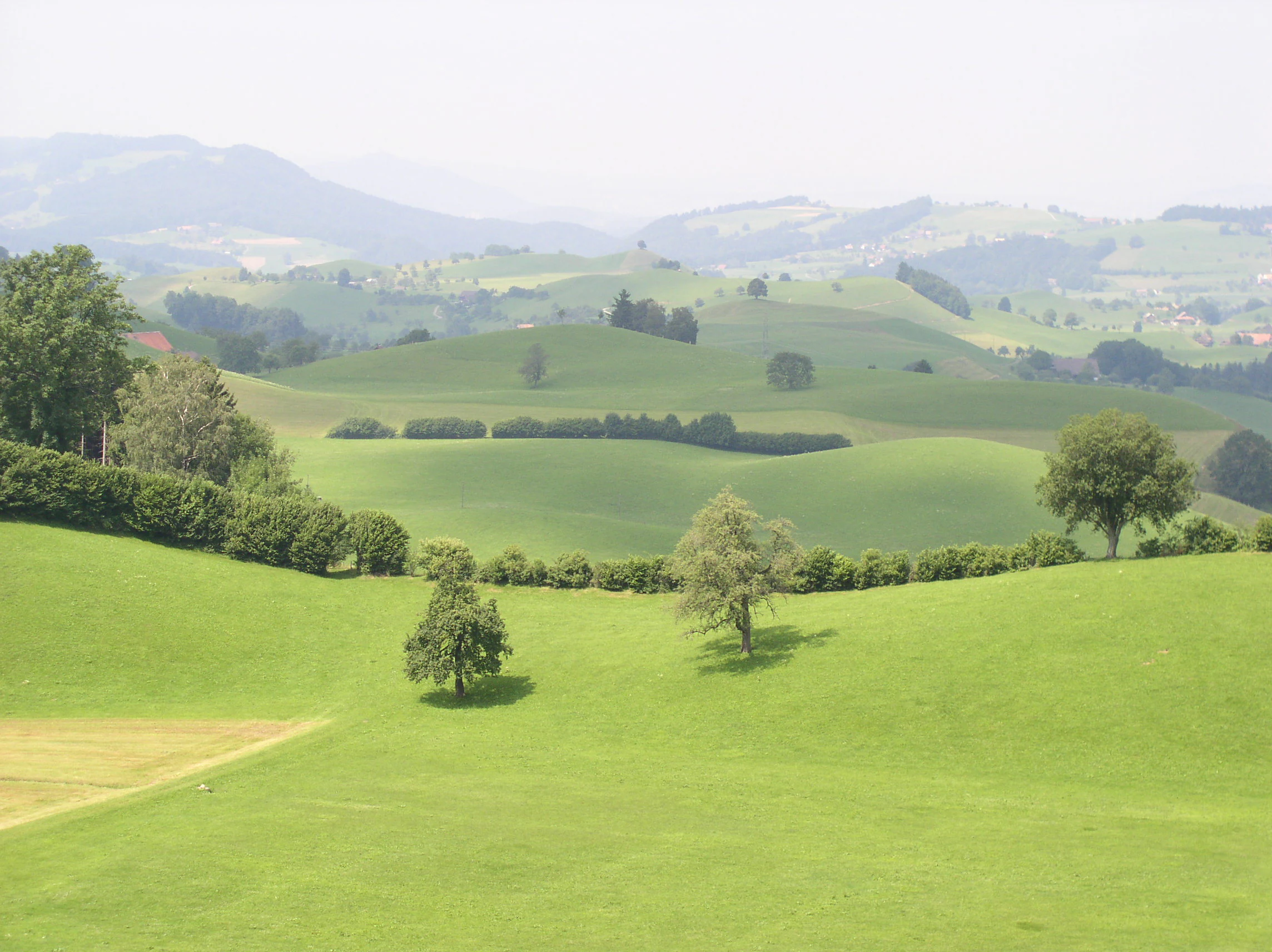 A wide, hazy view of rolling, green, glacial moraine hills with scattered trees and hedgerows in Switzerland.