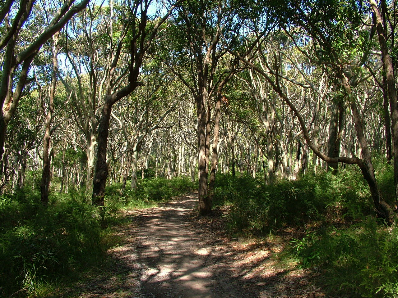 A dirt hiking trail winding through a dense, sun-dappled eucalyptus forest with green undergrowth.