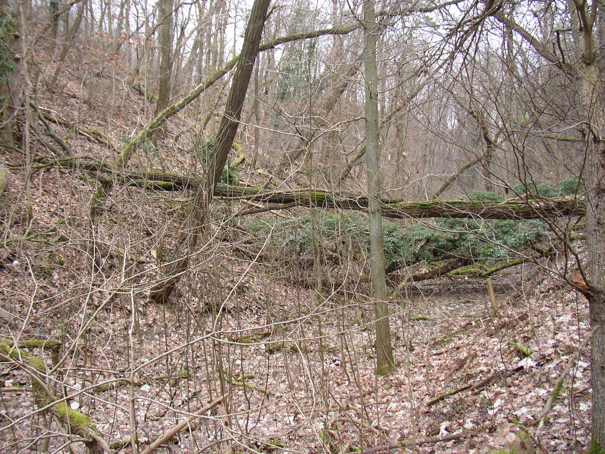 A dense, deciduous forest scene with bare trees, fallen logs, and leaf litter on a sloped, uneven ground surface.