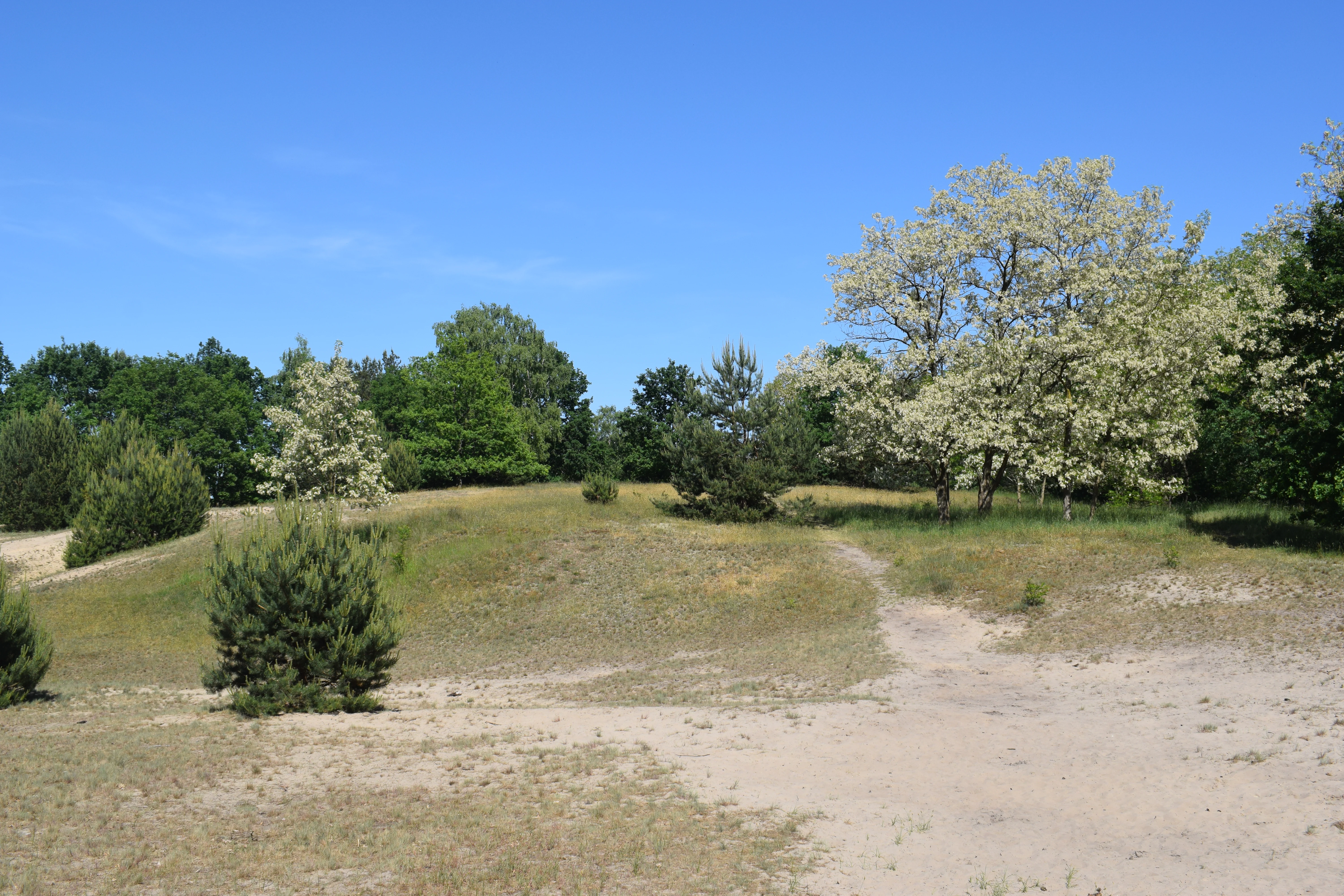 A sunny, sandy path winds through a hilly landscape with sparse grass, small shrubs, and blooming trees under a clear blue sky.