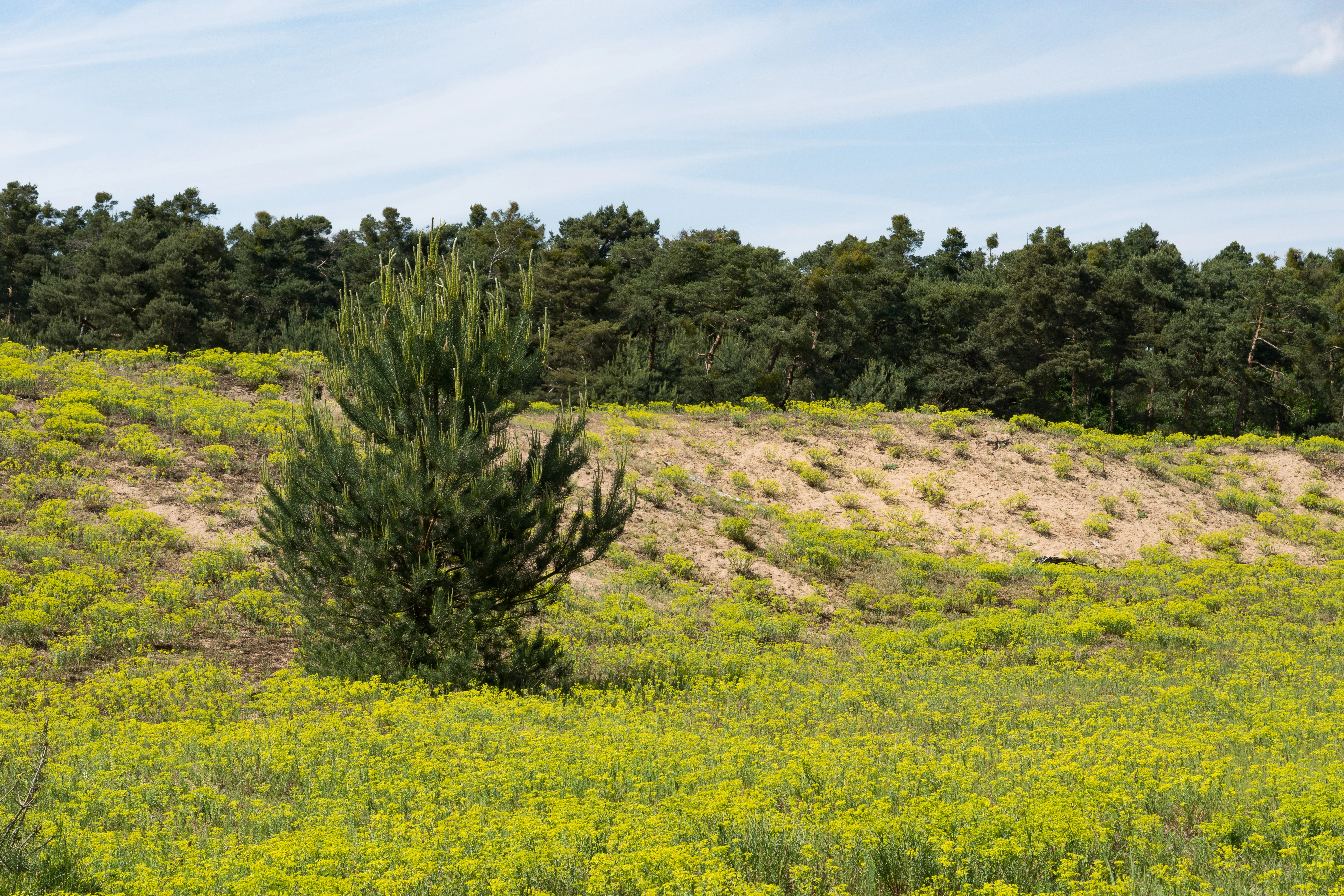 A landscape view of a sand dune featuring sparse vegetation with yellow flowers in the foreground, a young pine tree in the center, and a dense line of pine trees in the background under a blue sky.
