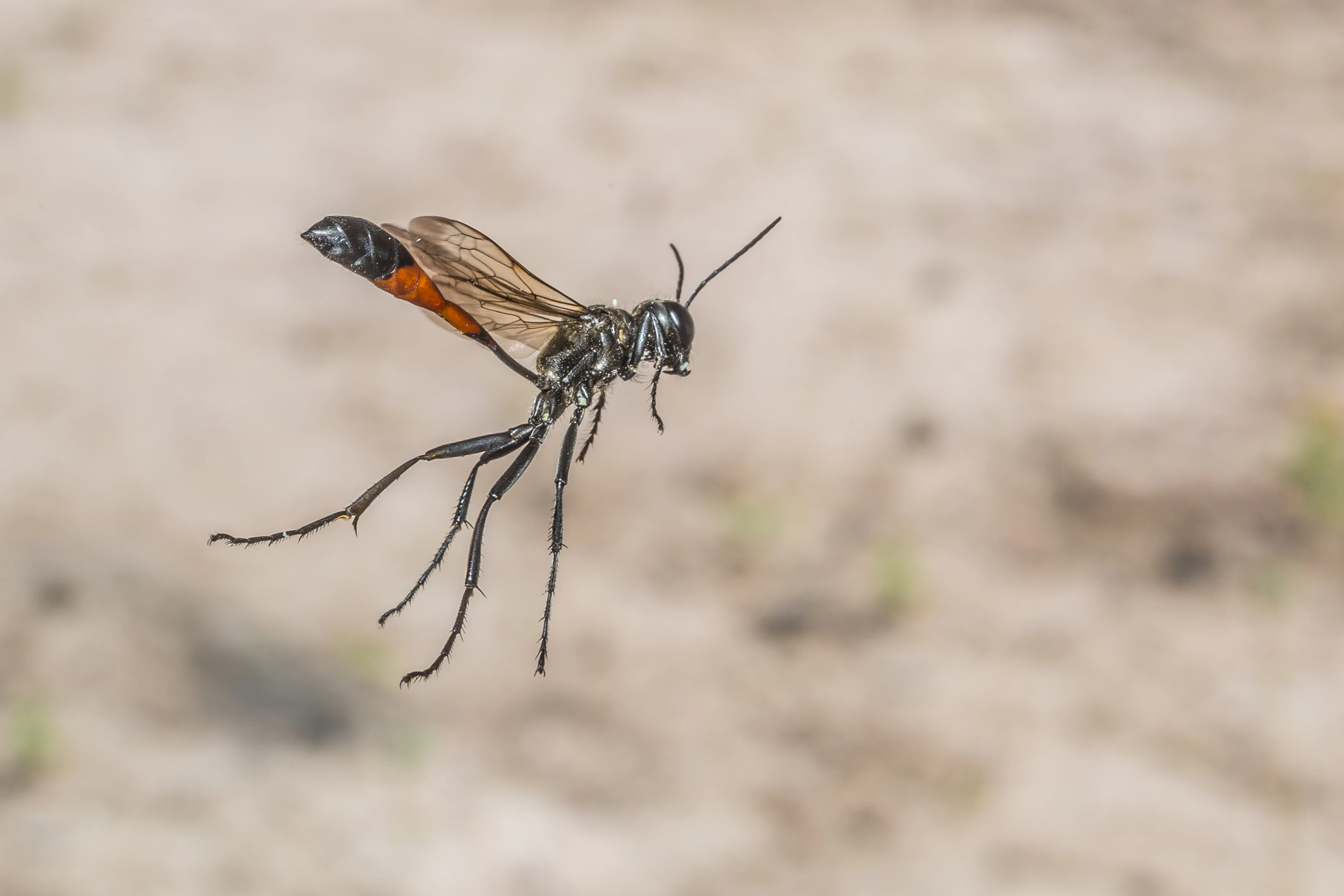 A close up view of a Great Golden Digger Wasp with black and orange coloration captured in mid air against a blurred sandy background.