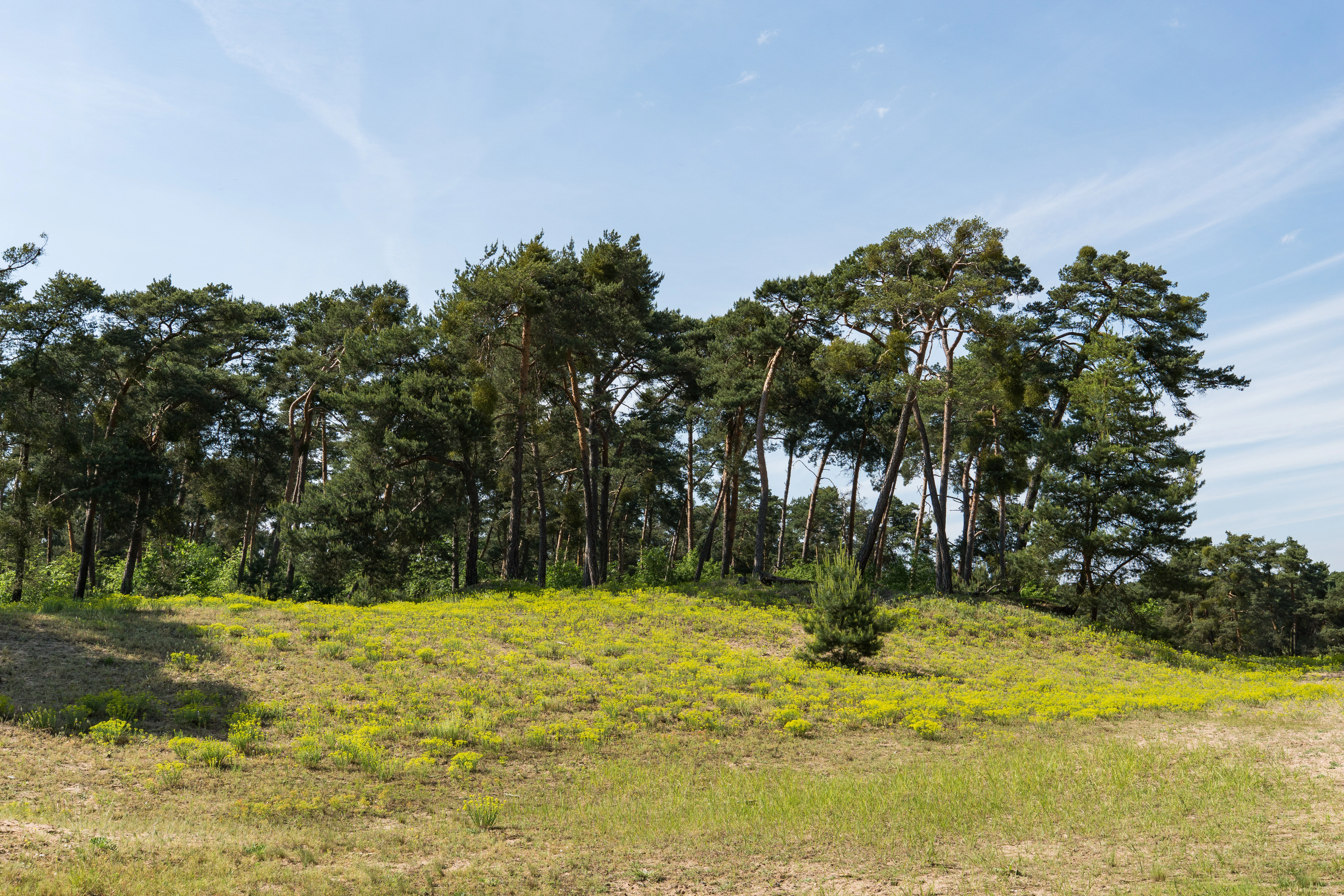 A sunny landscape view of a sandy, sparsely vegetated meadow foreground with patches of low yellow-flowering plants, backed by a grove of tall pine trees under a clear blue sky.