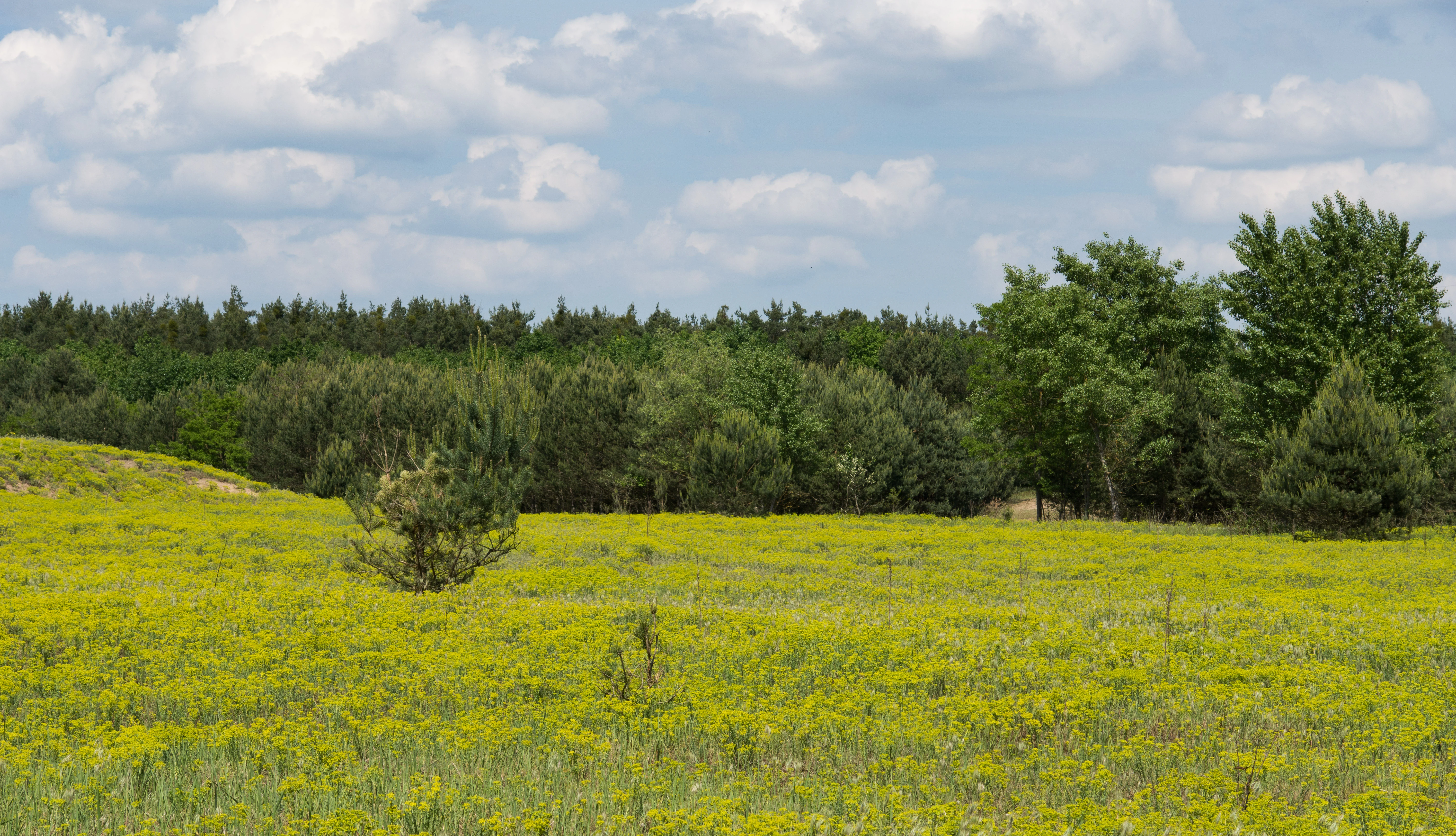 A field covered in yellow blooming ground cover under a partly cloudy sky with a forest line in the background.