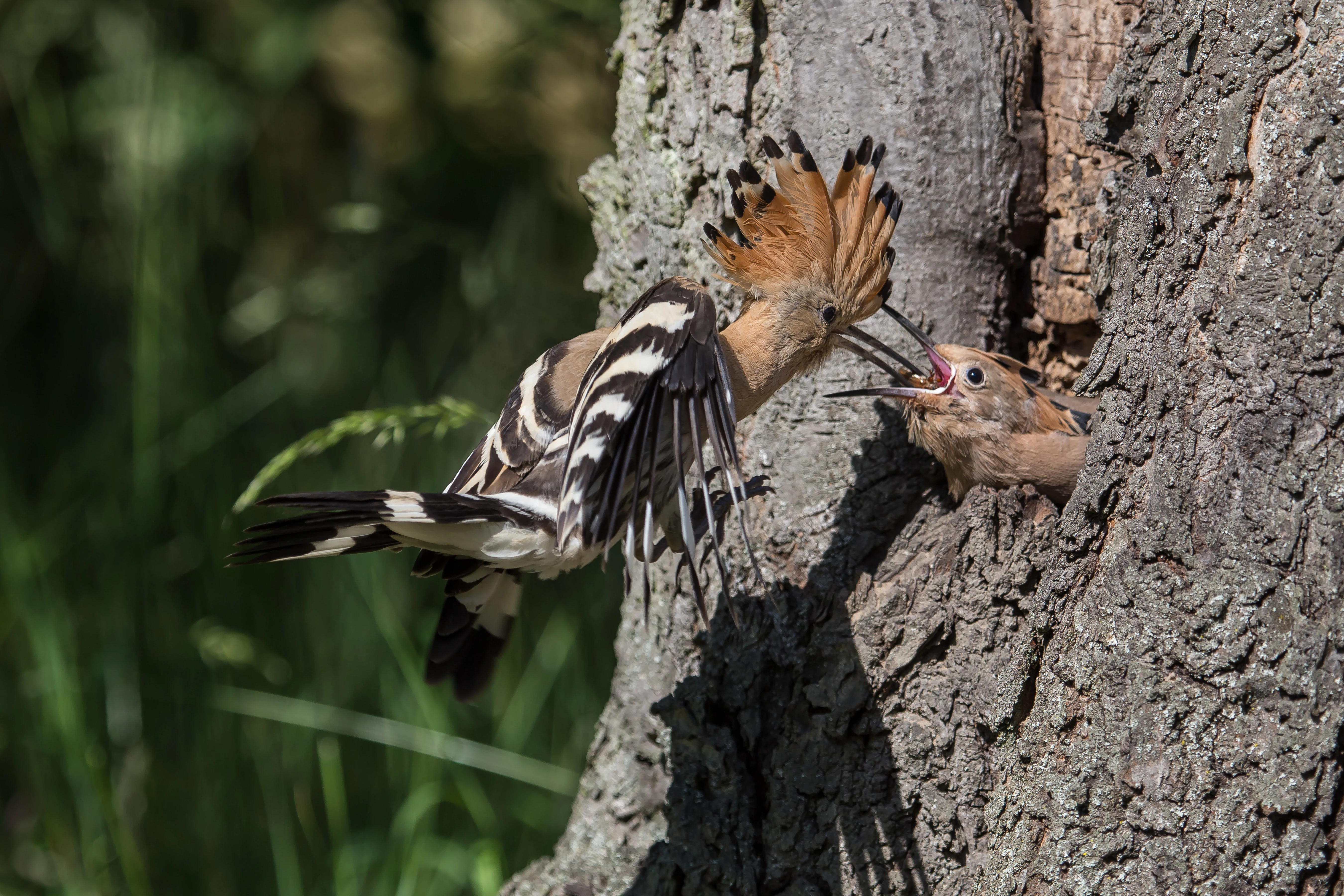 A hoopoe bird with a distinctive crest and black and white striped wings feeds a small chick poking its head out of a hole in a tree trunk.