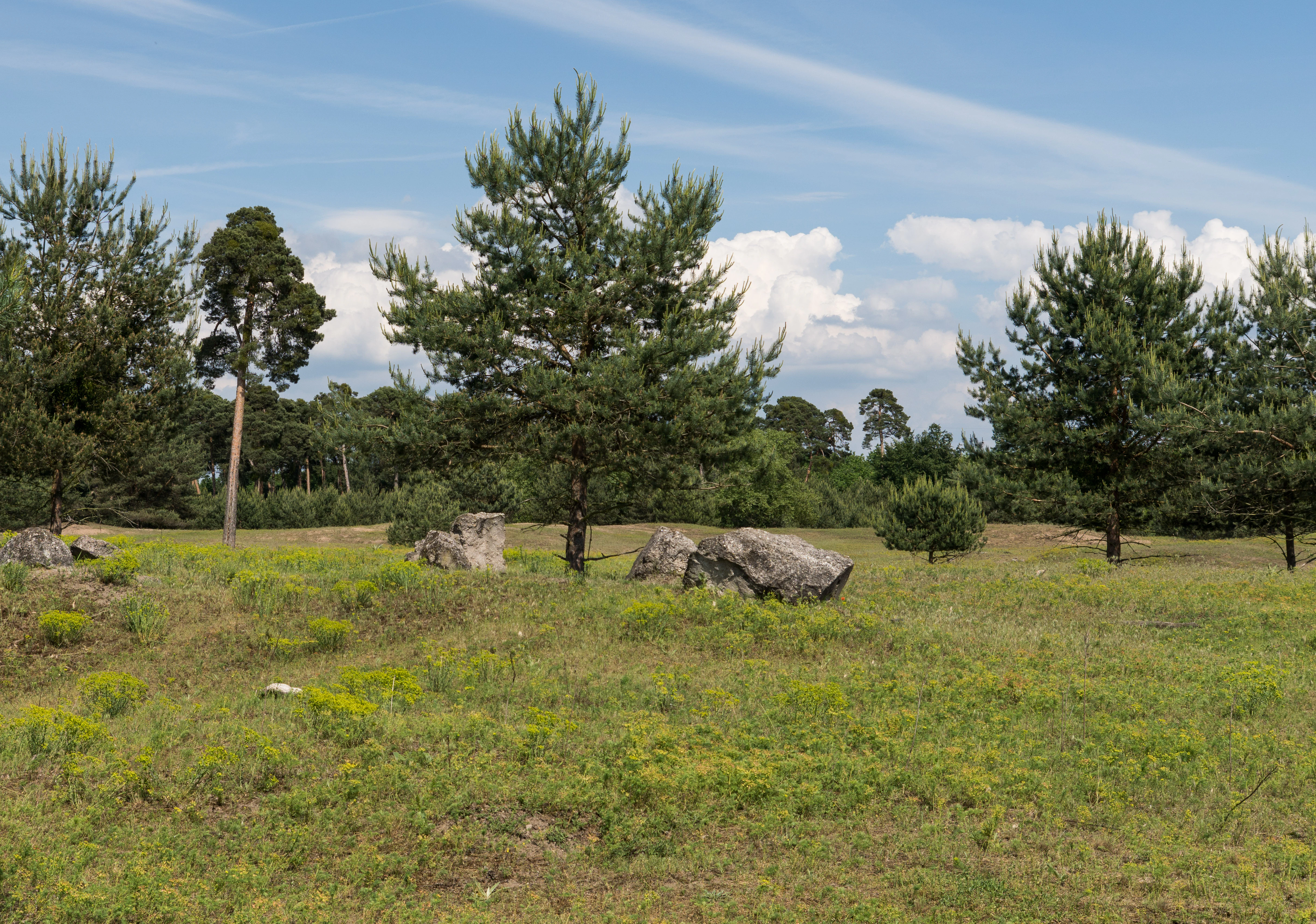 A sunny, open landscape with sparse, scrubby pine trees scattered across a grassy, sandy field, with large grey boulders visible in the midground.