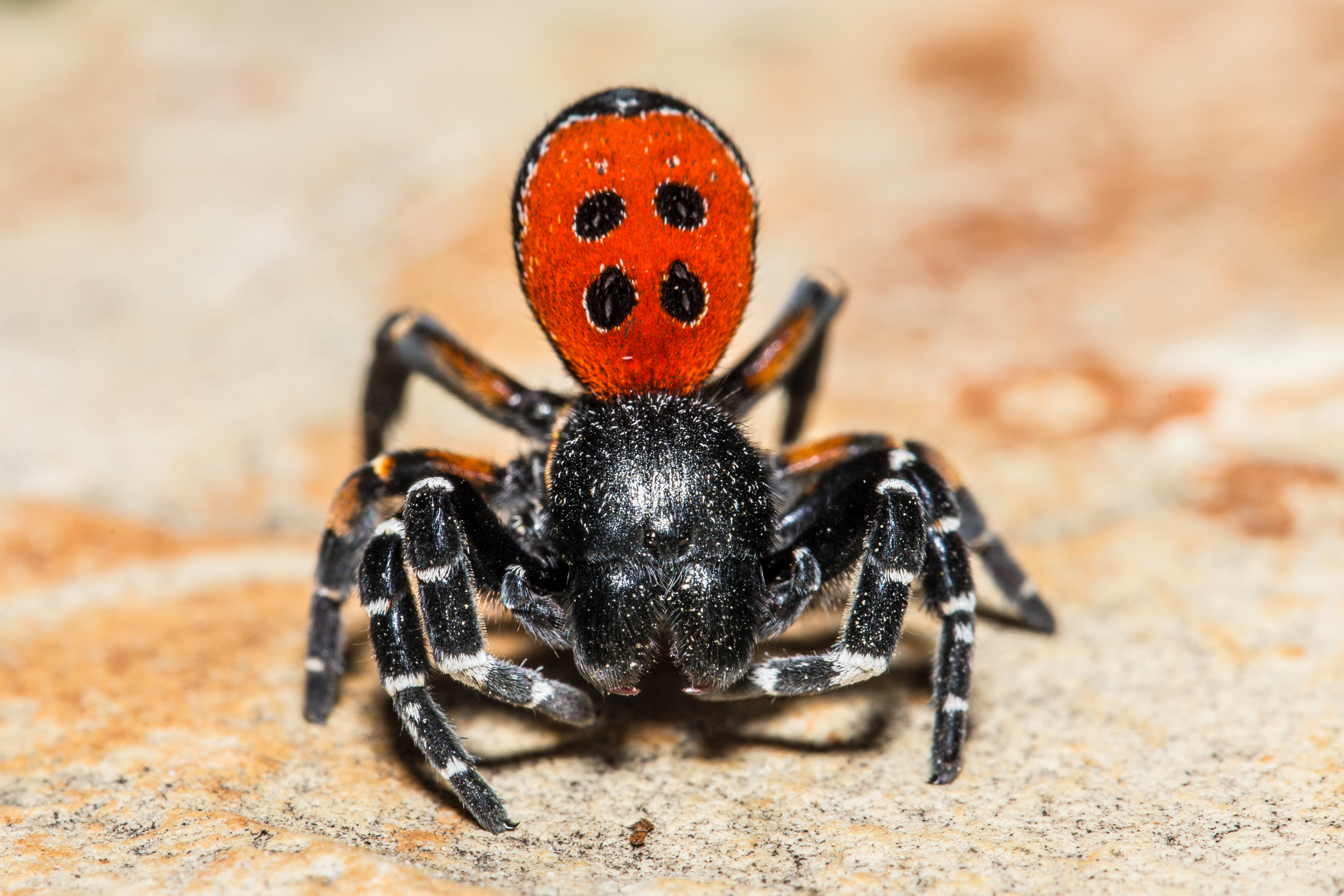 Close up, macro photograph of a male ladybird spider showing a bright orange abdomen with four black spots against a light, sandy-colored background.