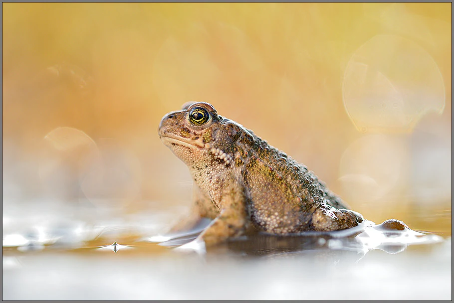 A close up profile view of a natterjack toad sitting partially in shallow water against a blurred, golden-toned background.