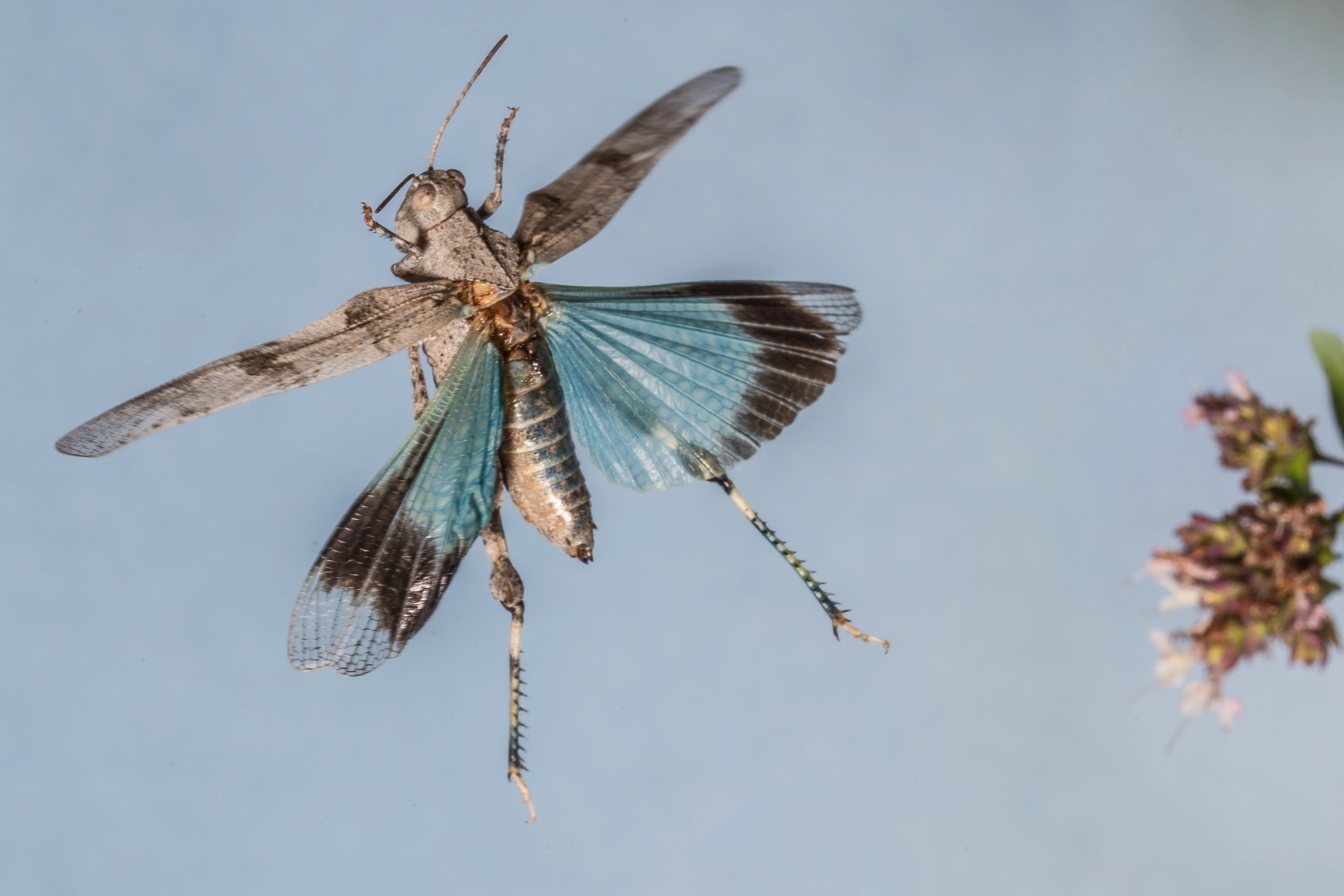 A close-up view of a blue-winged grasshopper in mid-air with wings spread, showing clear blue hindwings with dark edges against a blurred background.