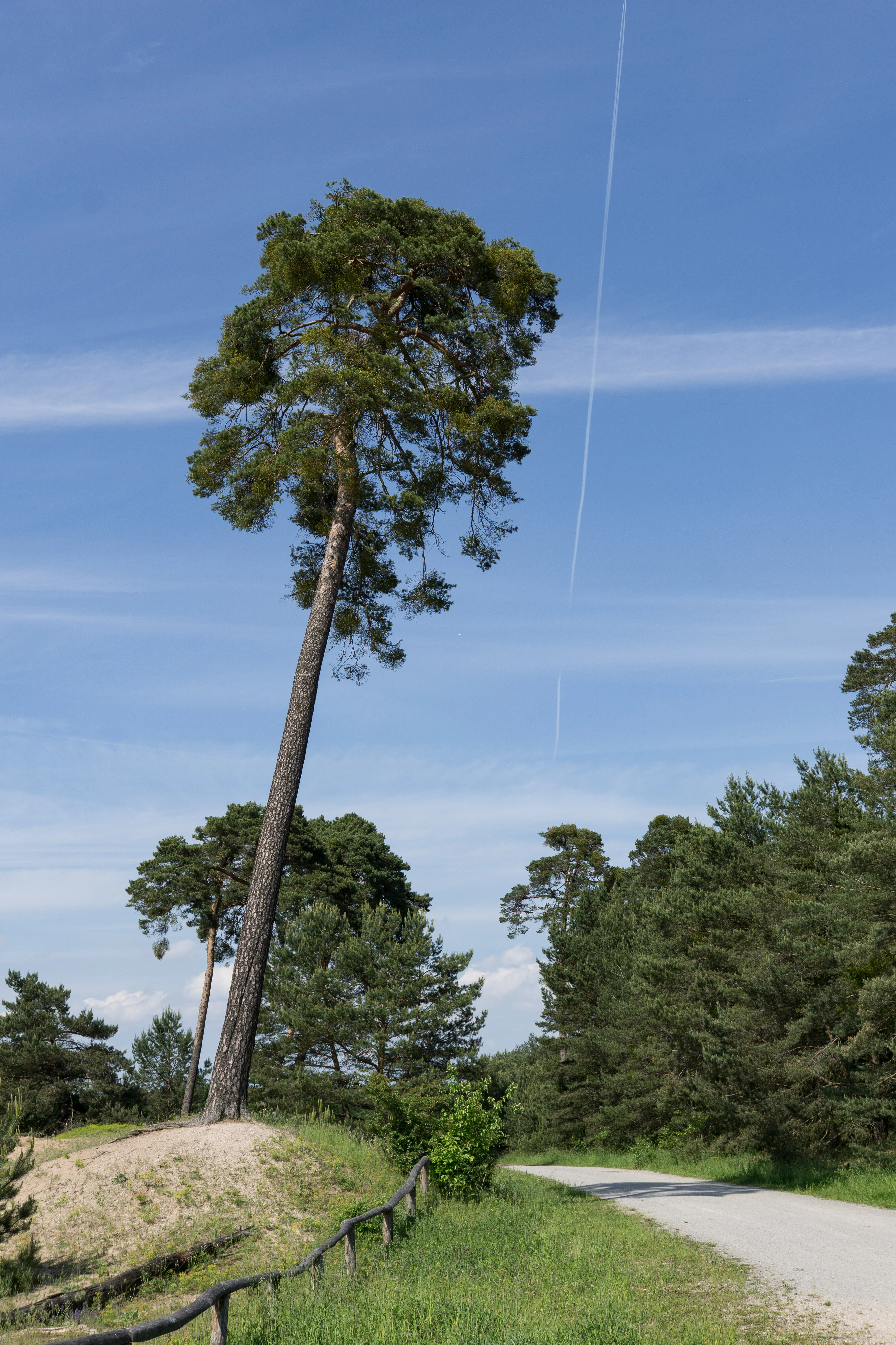 A tall pine tree on a sand dune next to a dirt trail under a blue sky with a contrail.