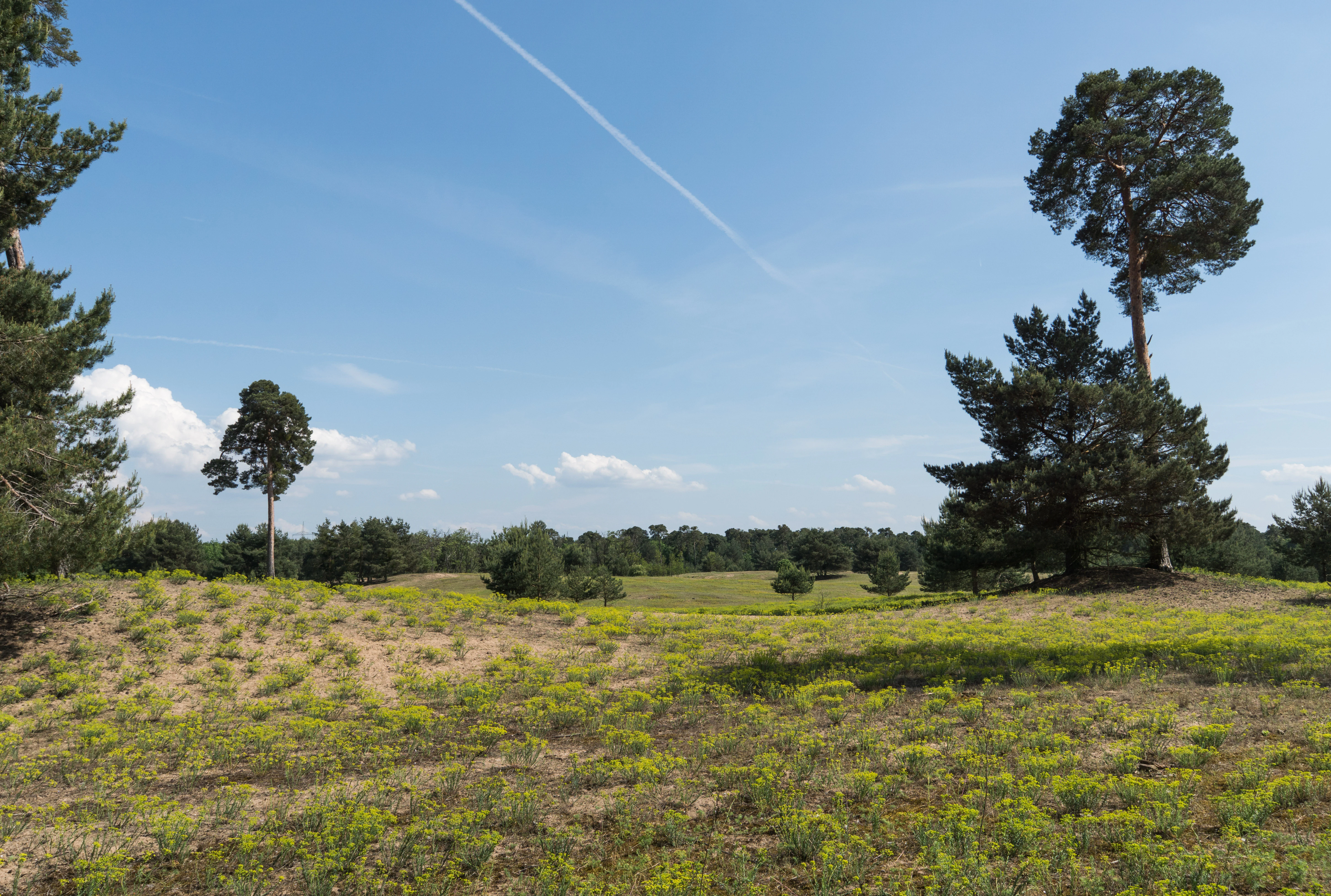 A wide view of a dry, sandy nature reserve in Germany with patches of low, green, yellow-flowering vegetation and scattered pine trees under a clear blue sky with a faint contrail.