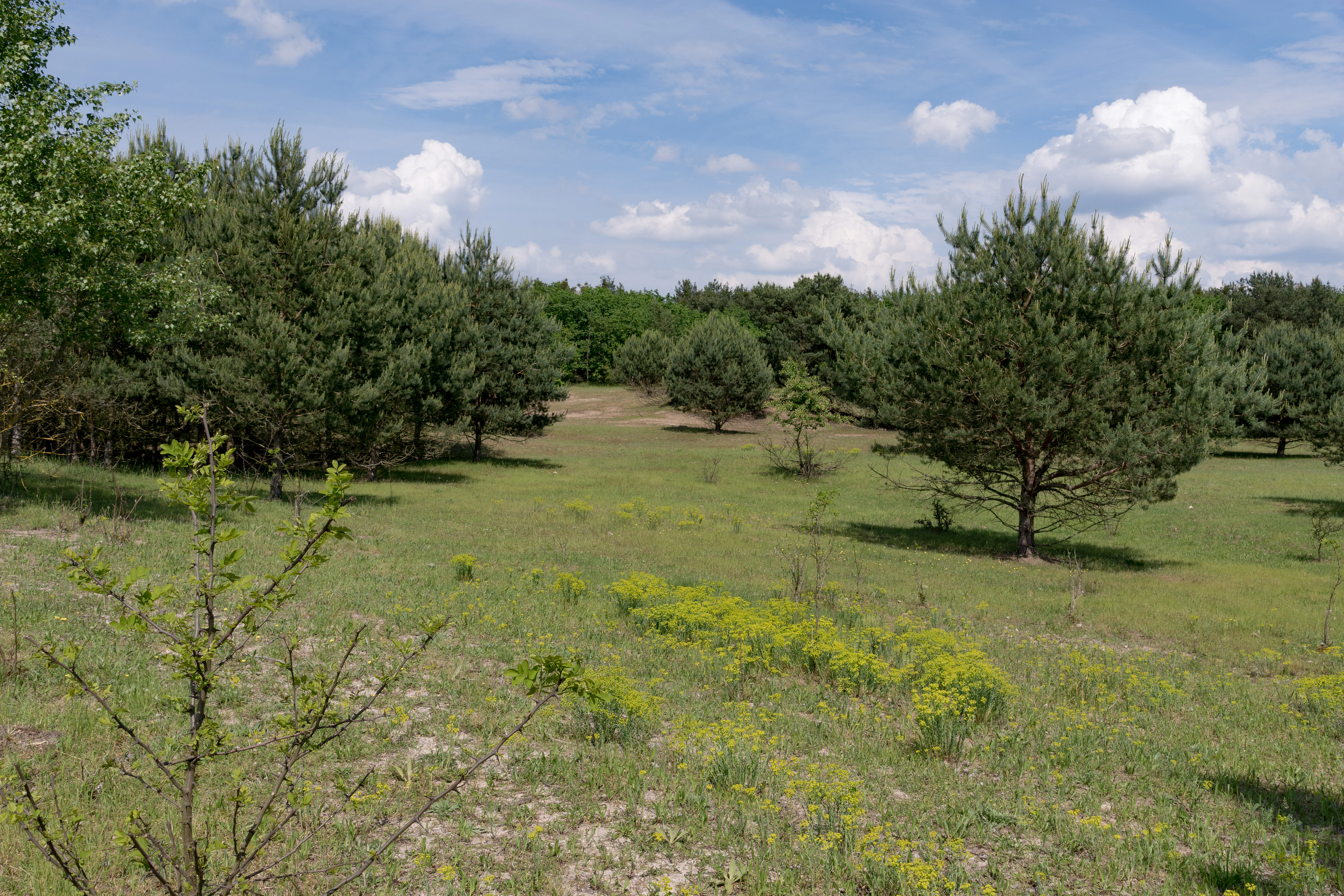 A wide view of a dry, grassy meadow with scattered pine trees and patches of low-lying yellow-green vegetation under a blue sky with white clouds.
