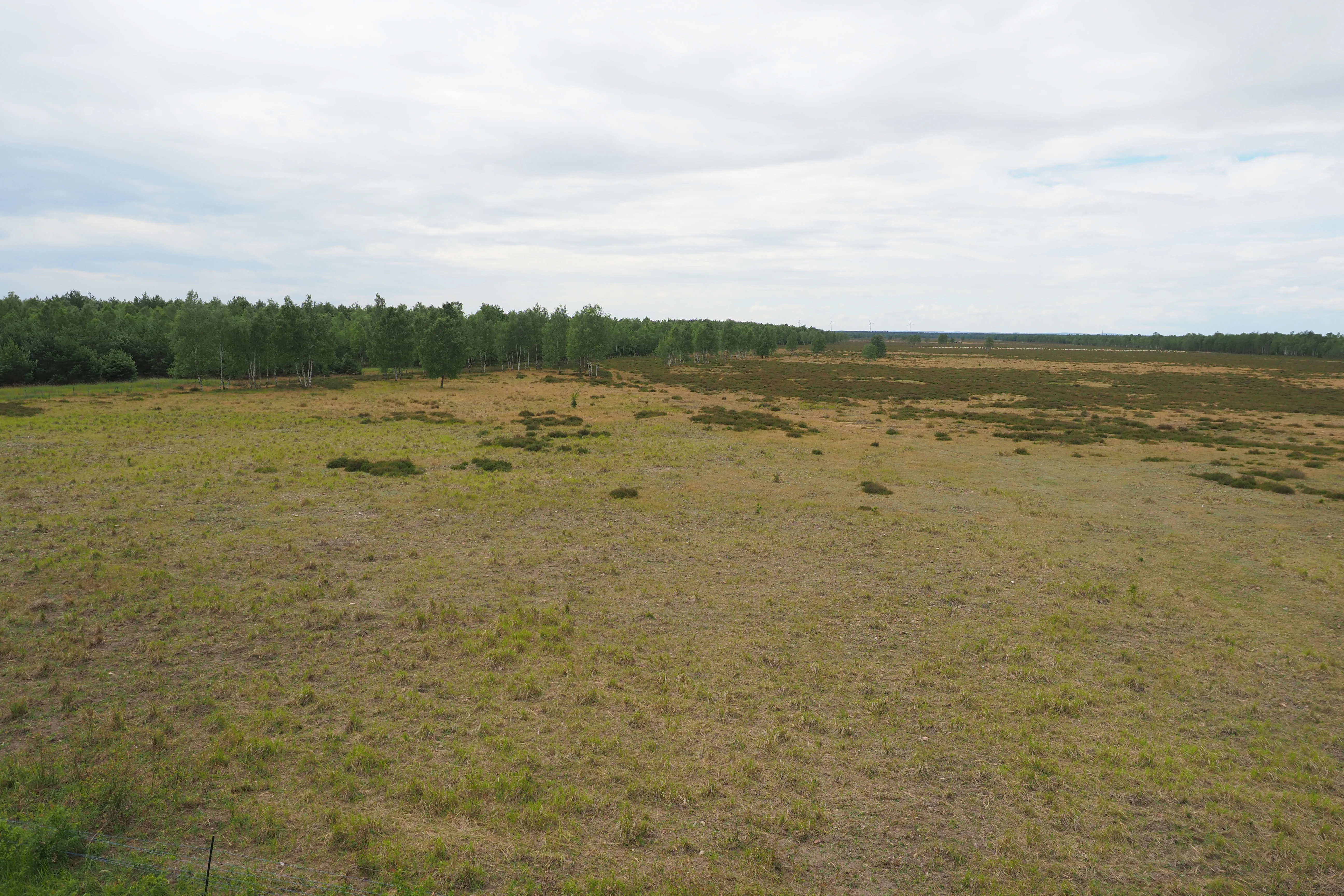 A wide, flat landscape view of an open heath covered in low grasses and shrubs, with a line of trees on the horizon under a cloudy sky.