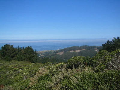 A wide shot looking over dense green coastal shrubs and trees in the foreground, with rolling hills and a hazy coastline visible in the distance under a clear blue sky.