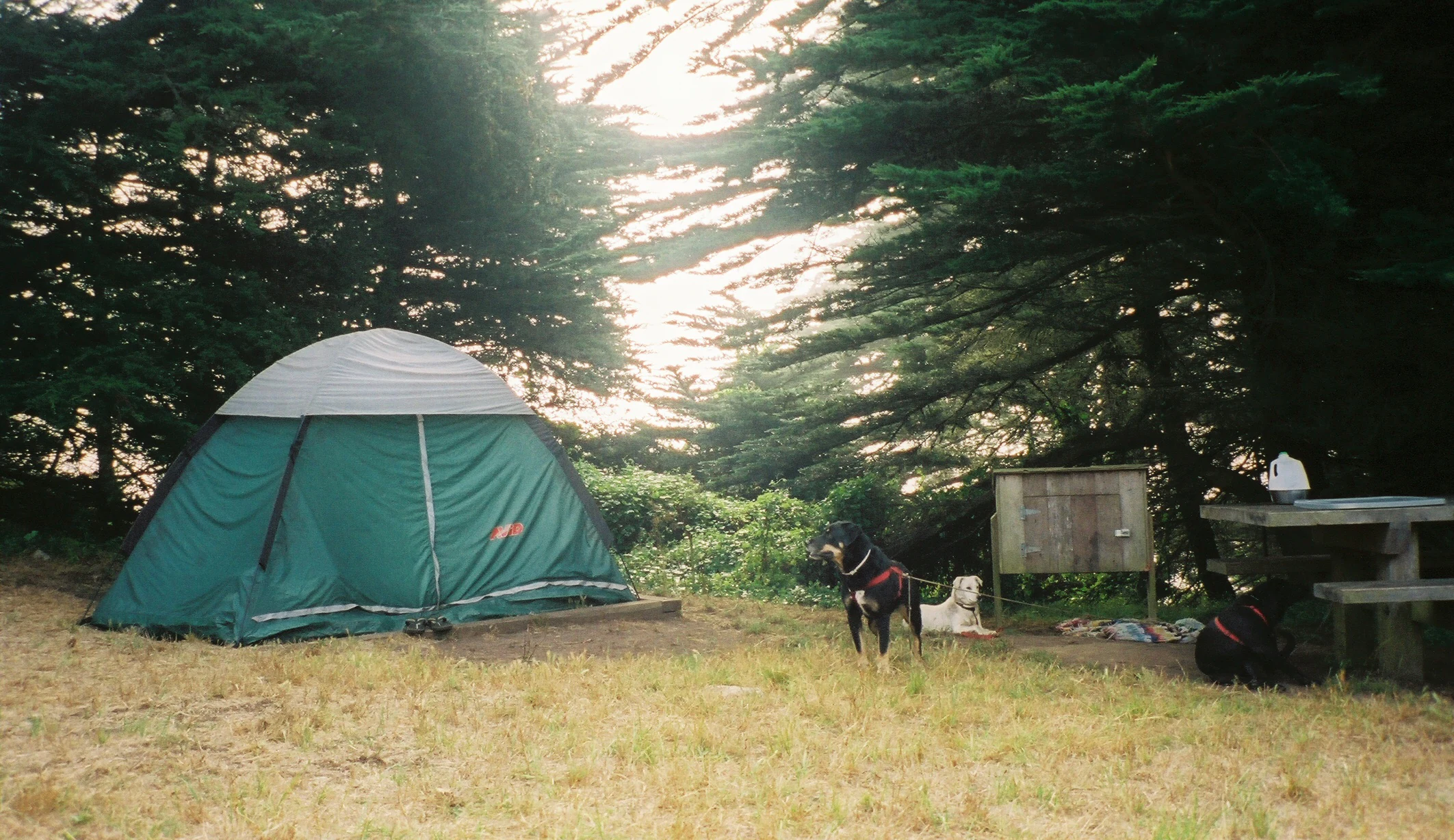 A green dome-style tent pitched in a grassy campground area shaded by large evergreen trees, with two dogs resting nearby and a wooden picnic table to the right.