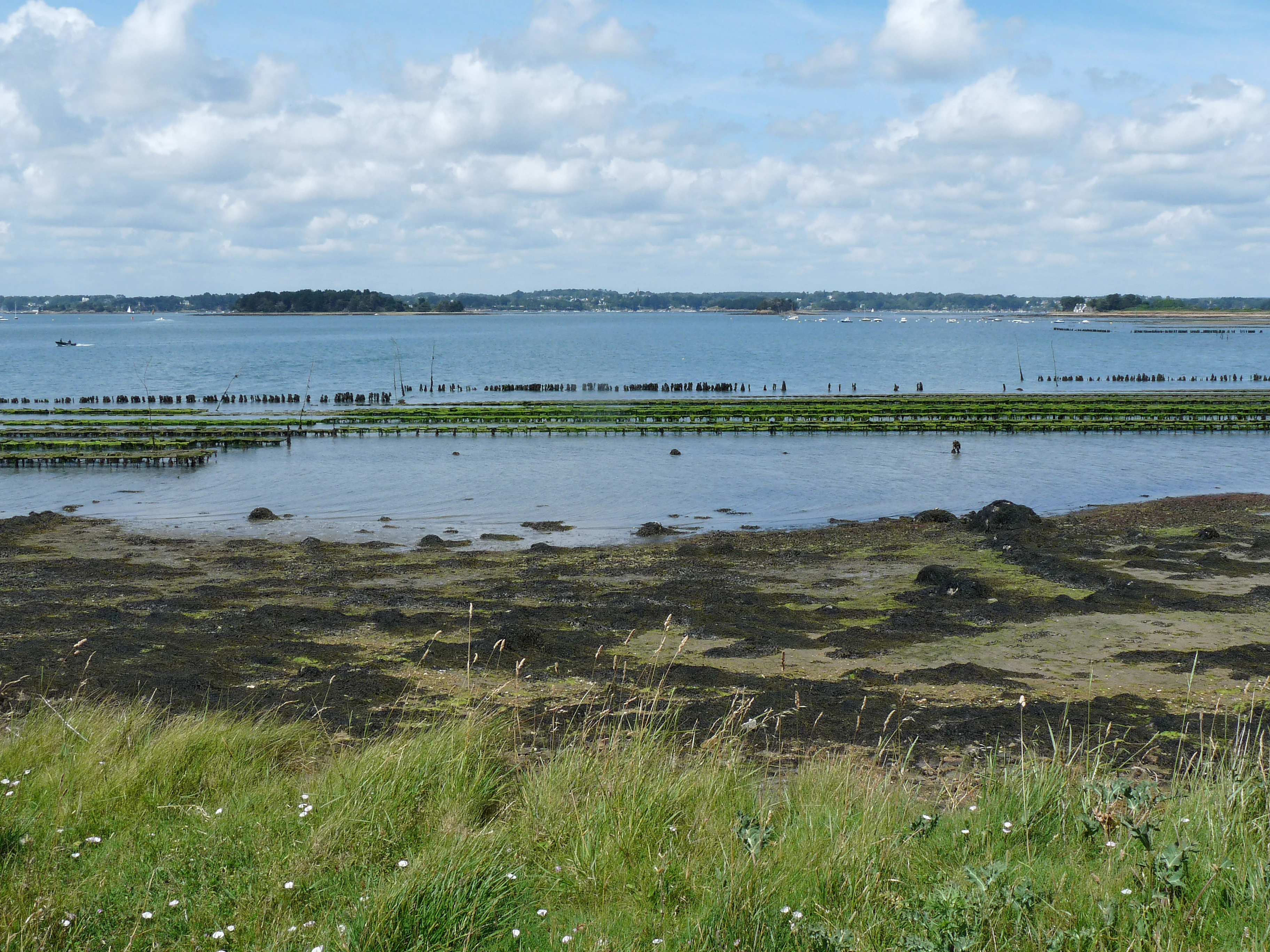 A wide view of coastal waters featuring rows of oyster farming racks emerging from the low tide, with grassy shoreline in the foreground and a distant island under a partly cloudy sky.
