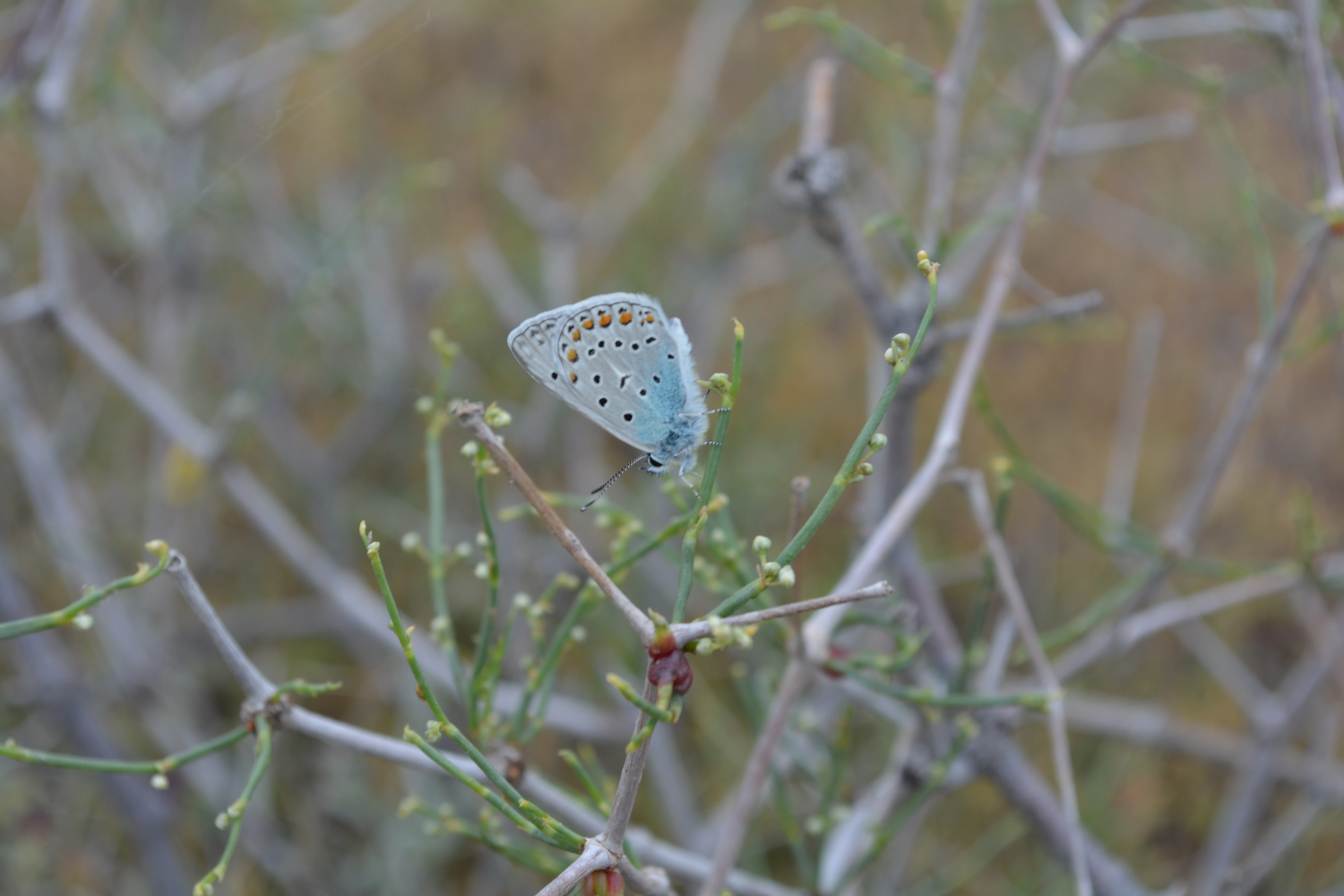 A pale blue butterfly with dark spots and orange accents on its wings, perched on thin, thorny desert twigs.
