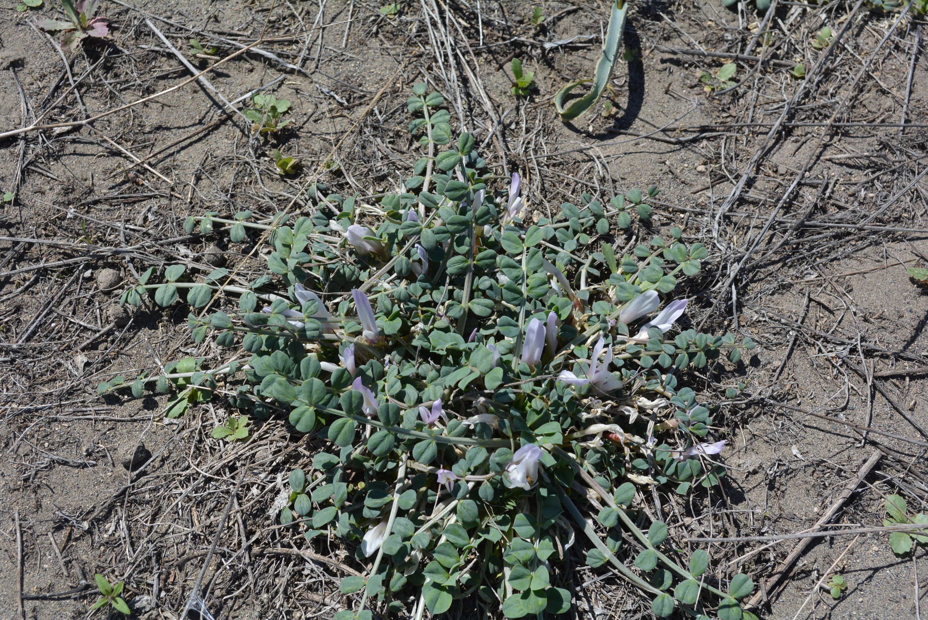 A low-growing plant with small green leaflets and pale, light-purple tubular flowers, situated on sandy, dry ground.