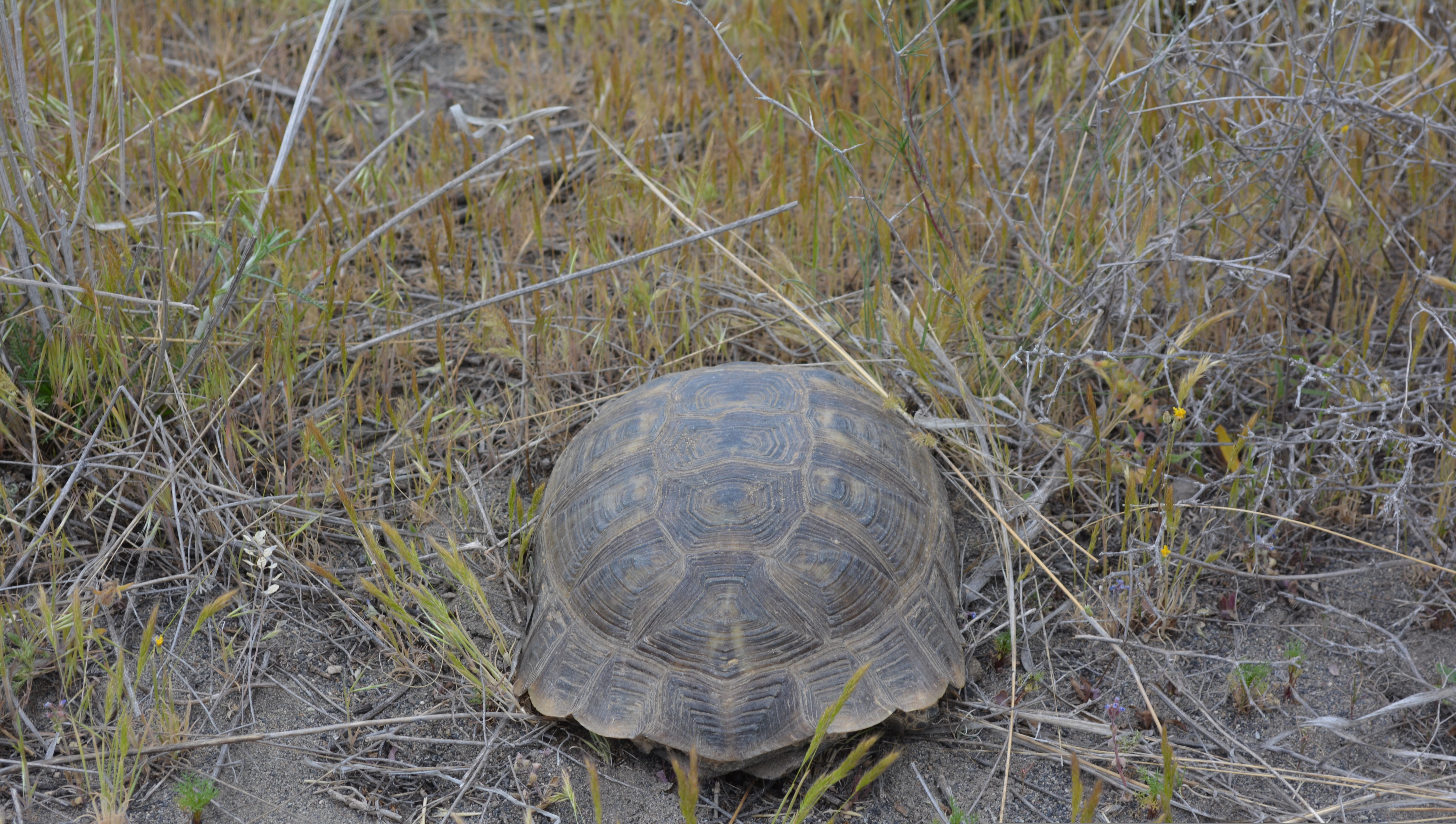 A brown tortoise with a patterned shell resting on dry, sandy ground with sparse grasses.