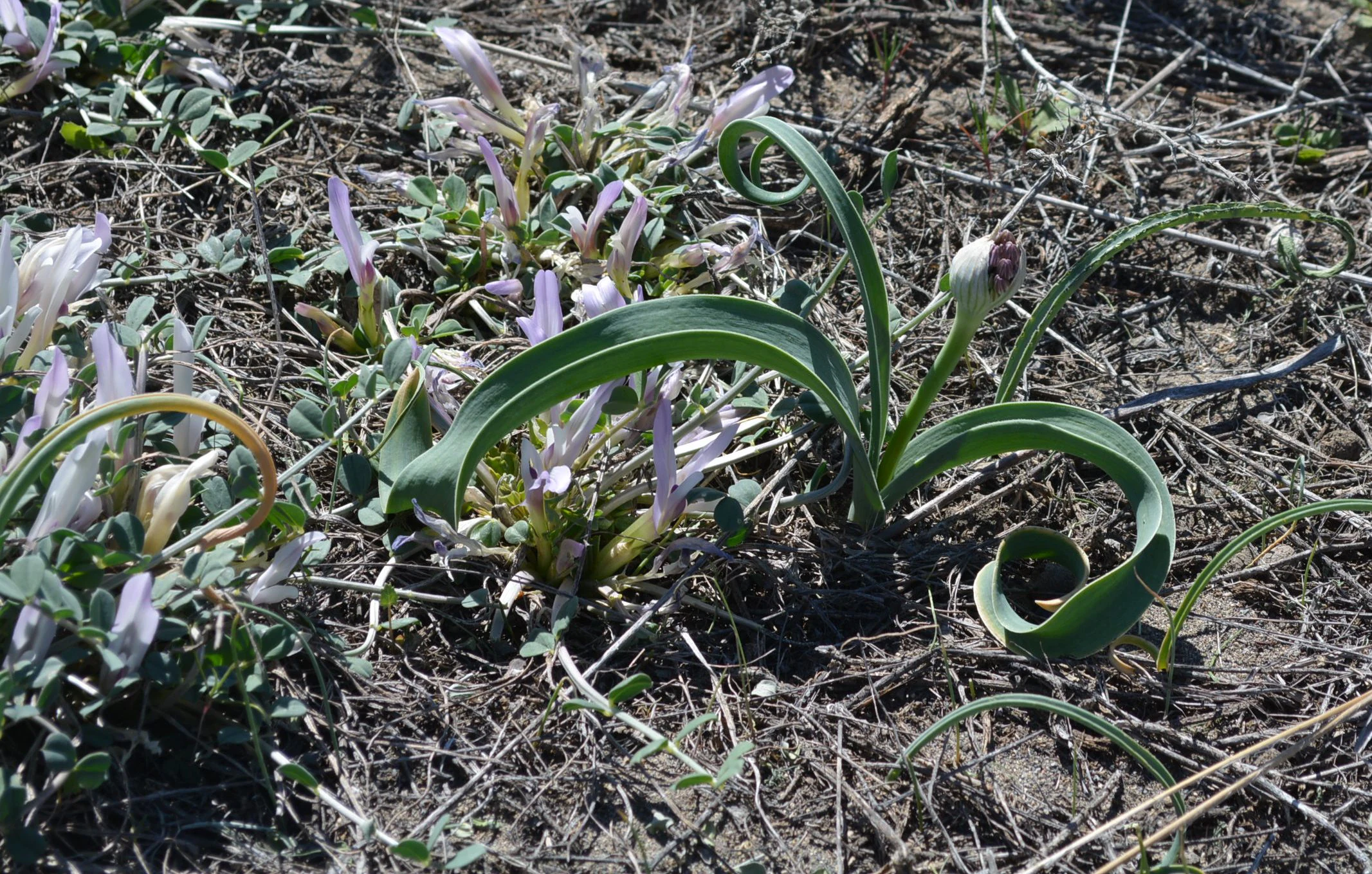 Close-up view of wild plants with green curled leaves and pale purple flowers growing from sandy ground.