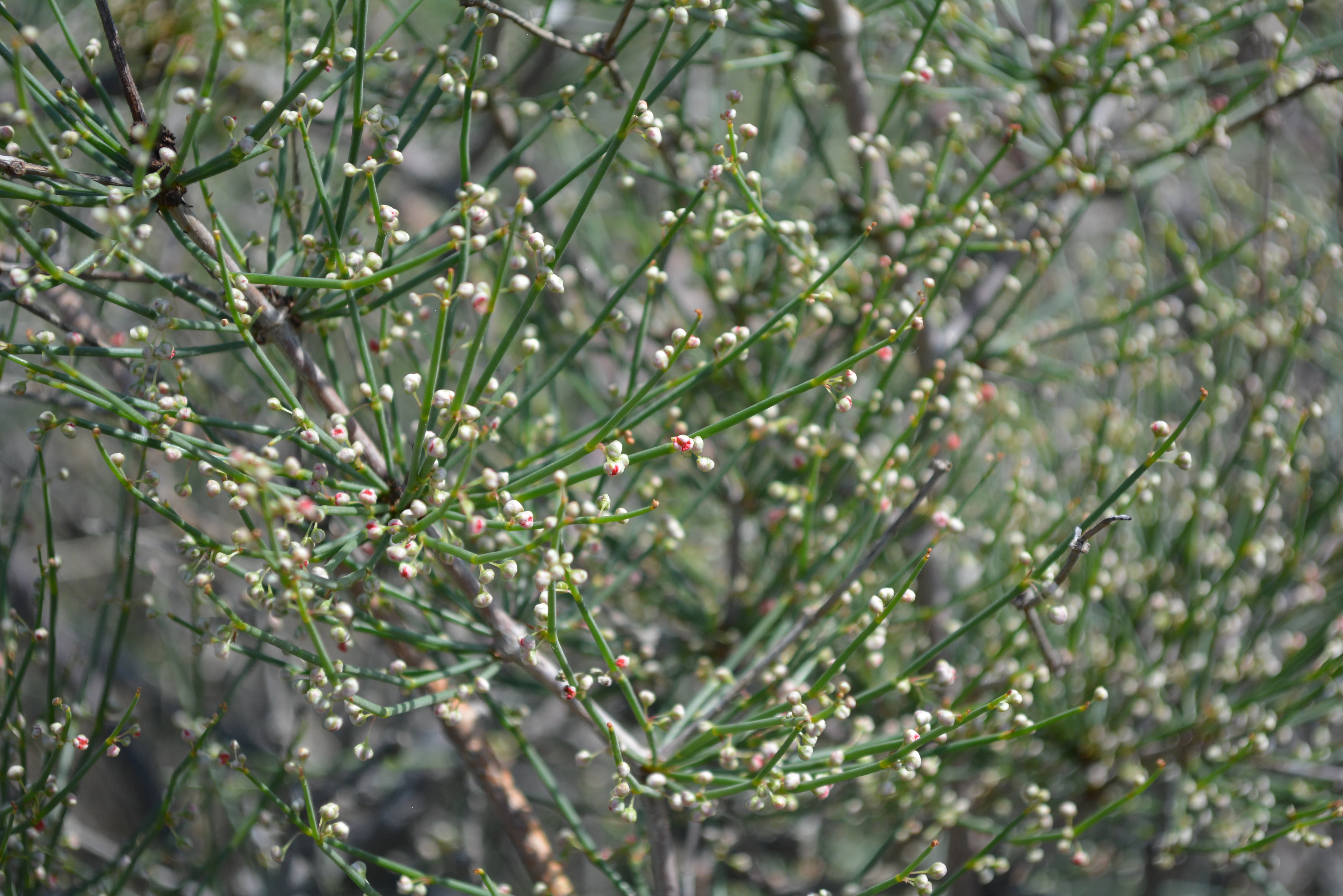 A close-up photograph of a thorny desert shrub, likely Acantholimon, featuring thin, needle-like branches and numerous tiny developing buds.