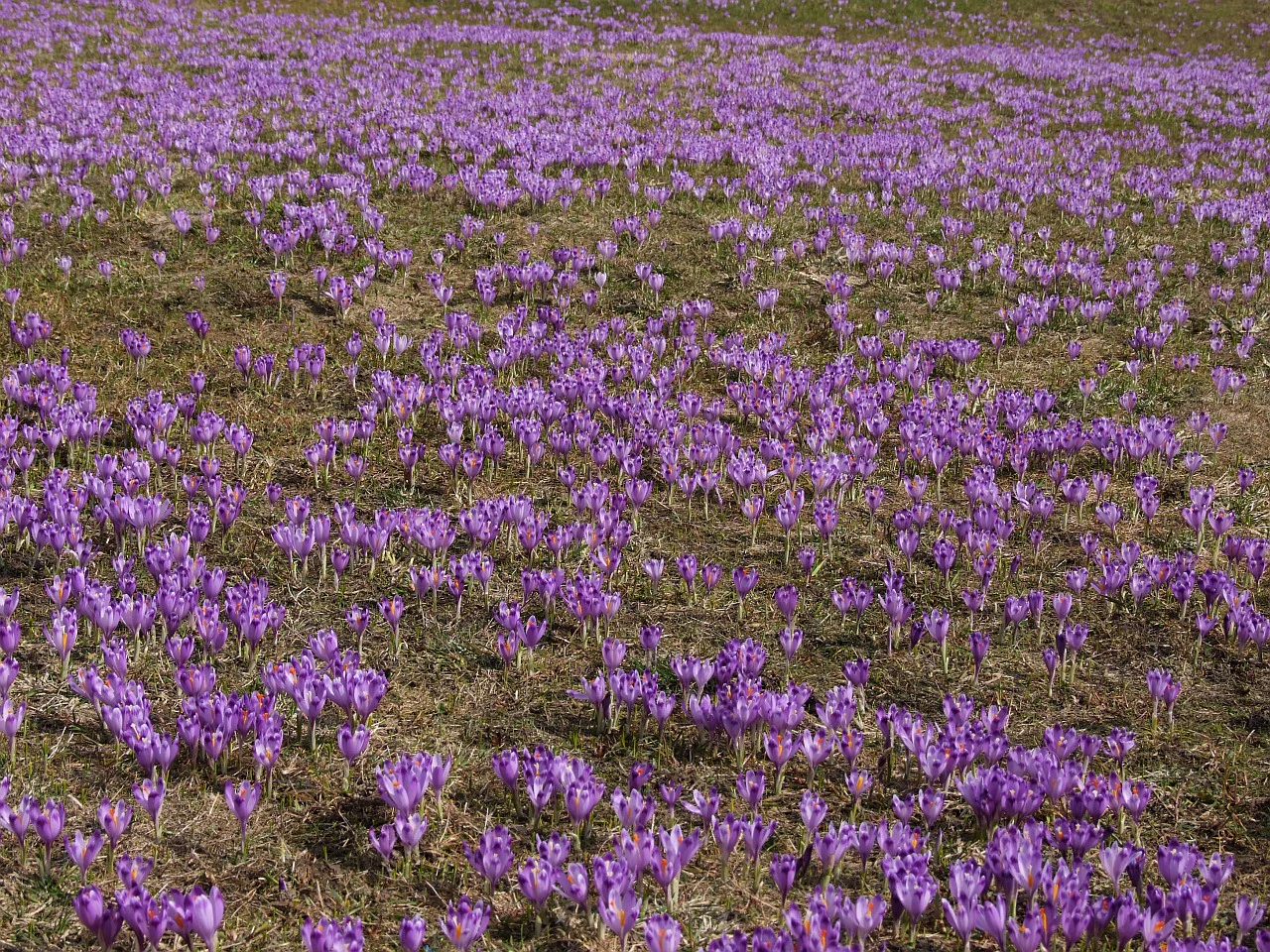 Field of purple crocus flowers growing in a grassy meadow.