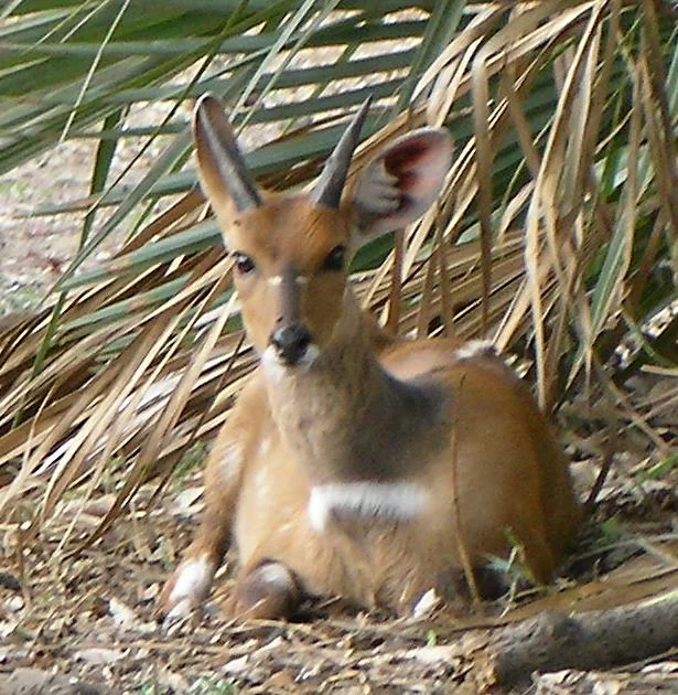 A young bushbuck with small horns resting on the ground among dry grass and palm fronds.