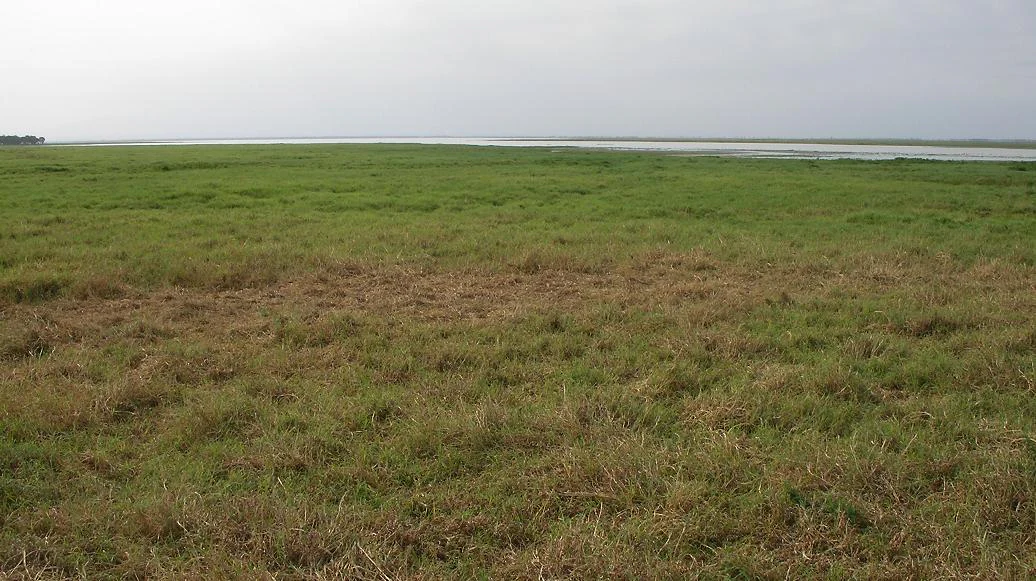 Wide grassy field with patches of brown and green vegetation extending to a distant water body under overcast sky