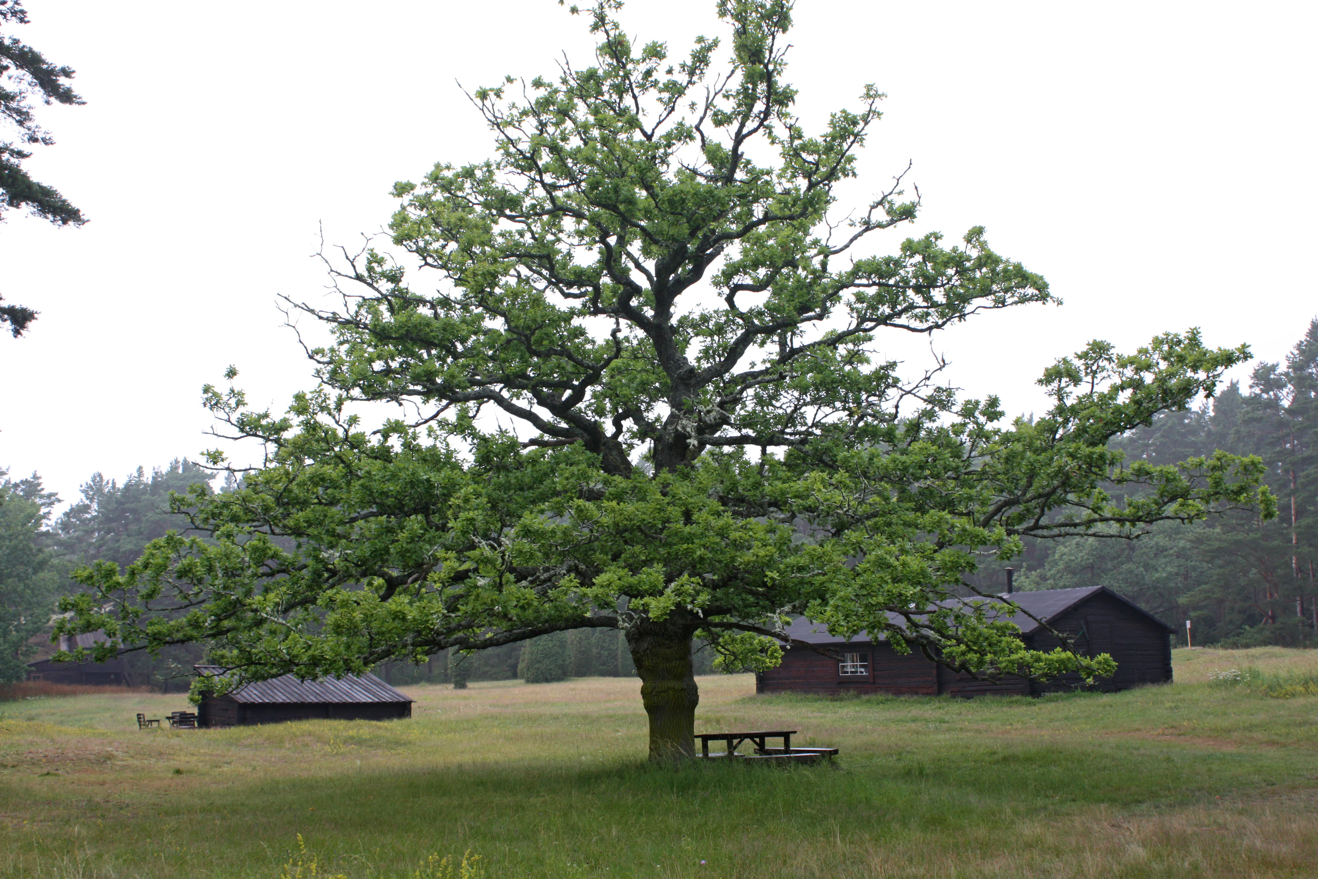 Large oak tree in a grassy field with two wooden cabins in the background, surrounded by trees.