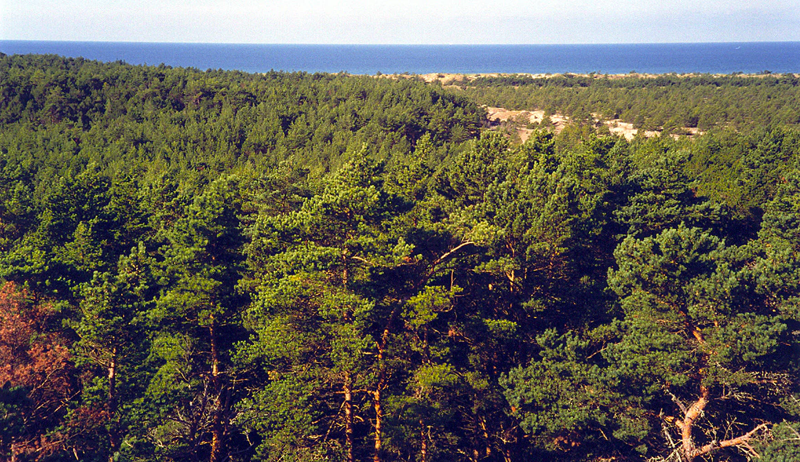 Wide view of dense green forest with distant blue sea horizon