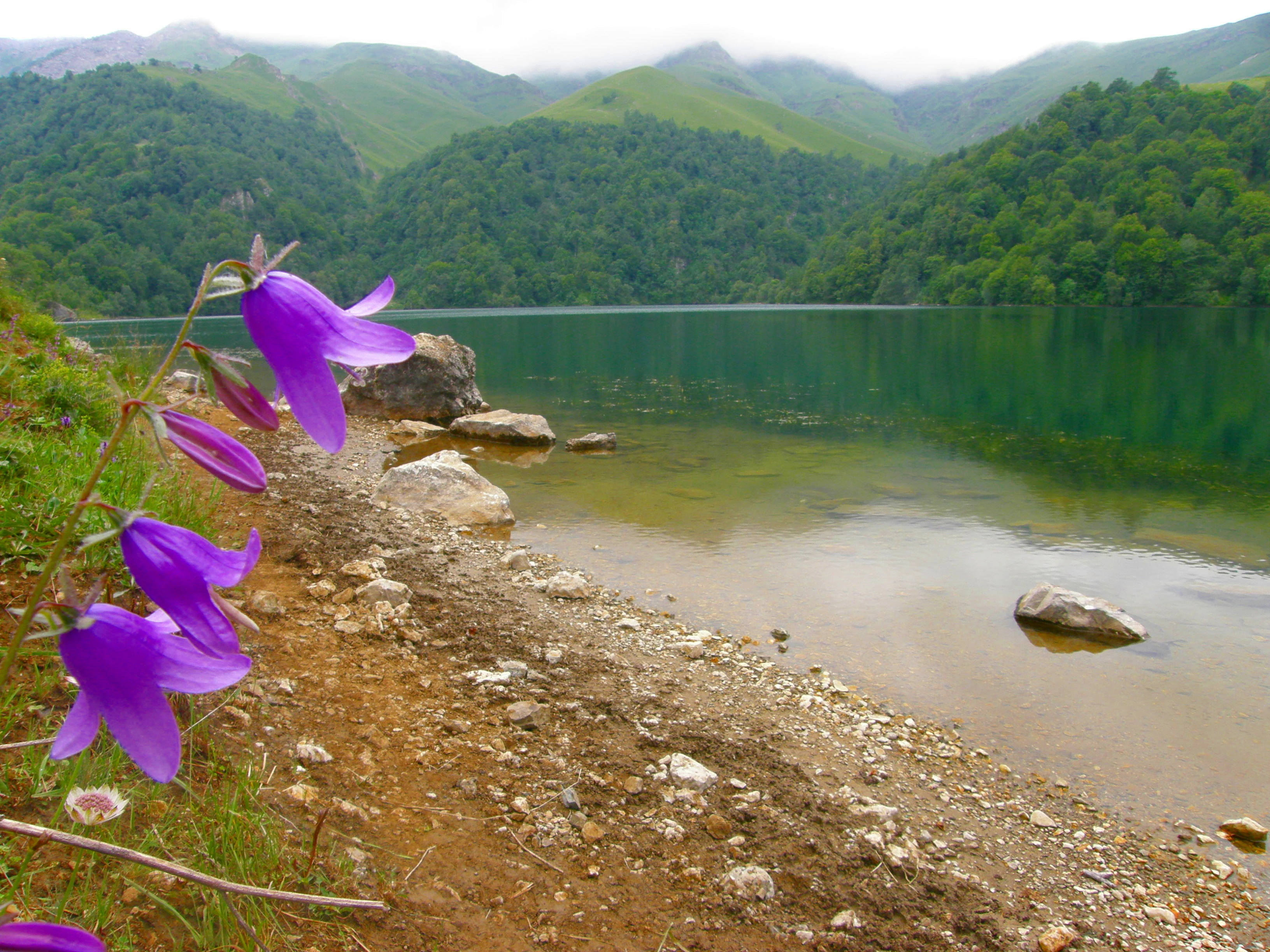 Purple bell-shaped flowers on a rocky shore with a greenish lake and forested mountains in the background