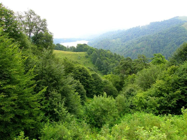 Wide view of lush green forests, rolling hills, and distant mountains with a lake visible