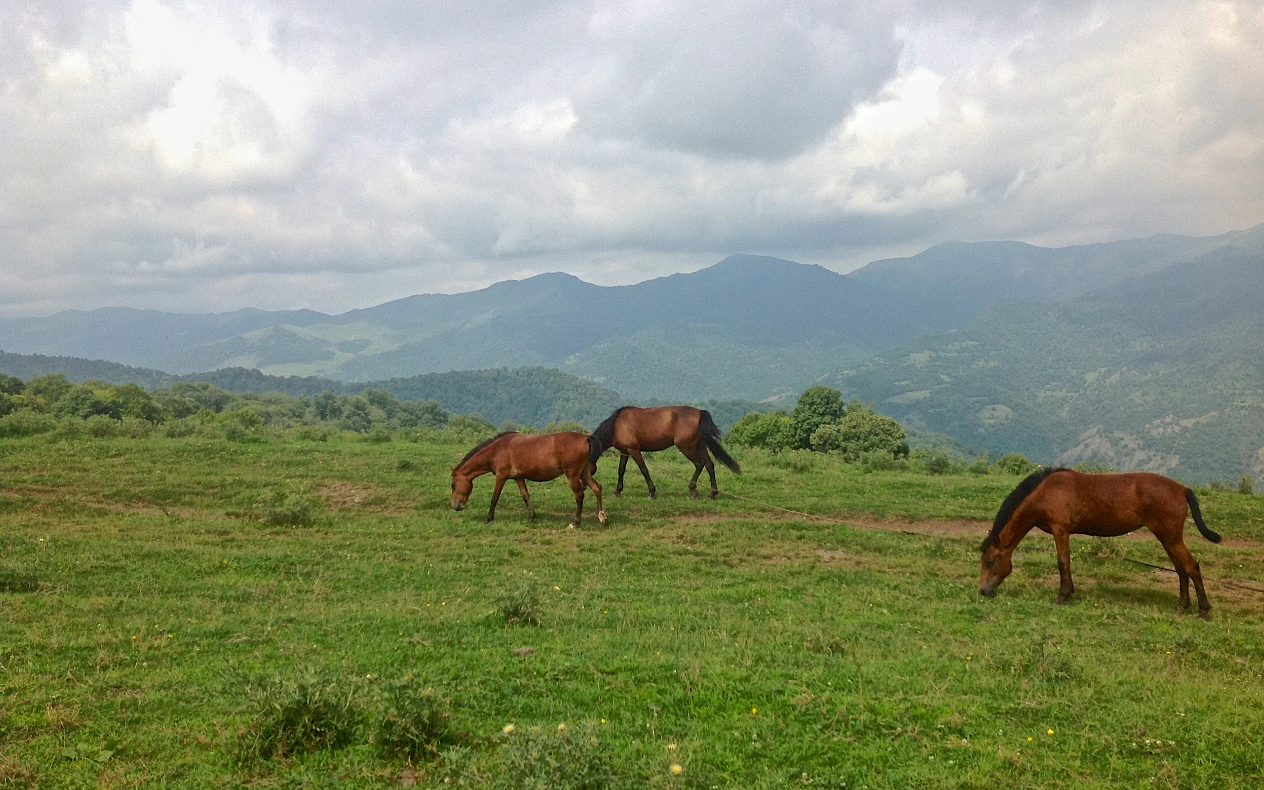 Three brown horses grazing on a green meadow with mountains in the background