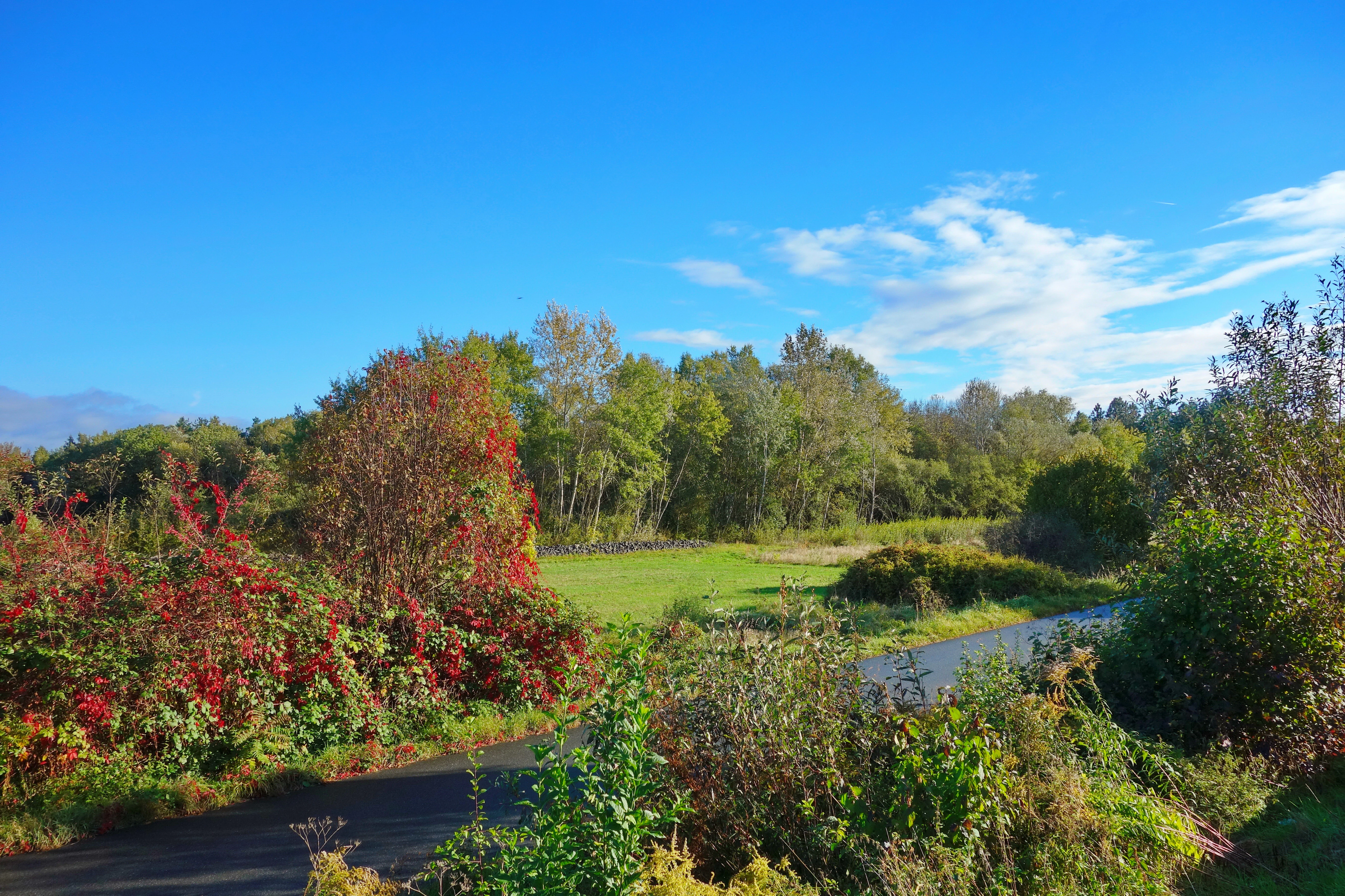 A paved path curves through a grassy meadow bordered by trees and shrubs with red and green leaves under a bright blue sky with scattered clouds.