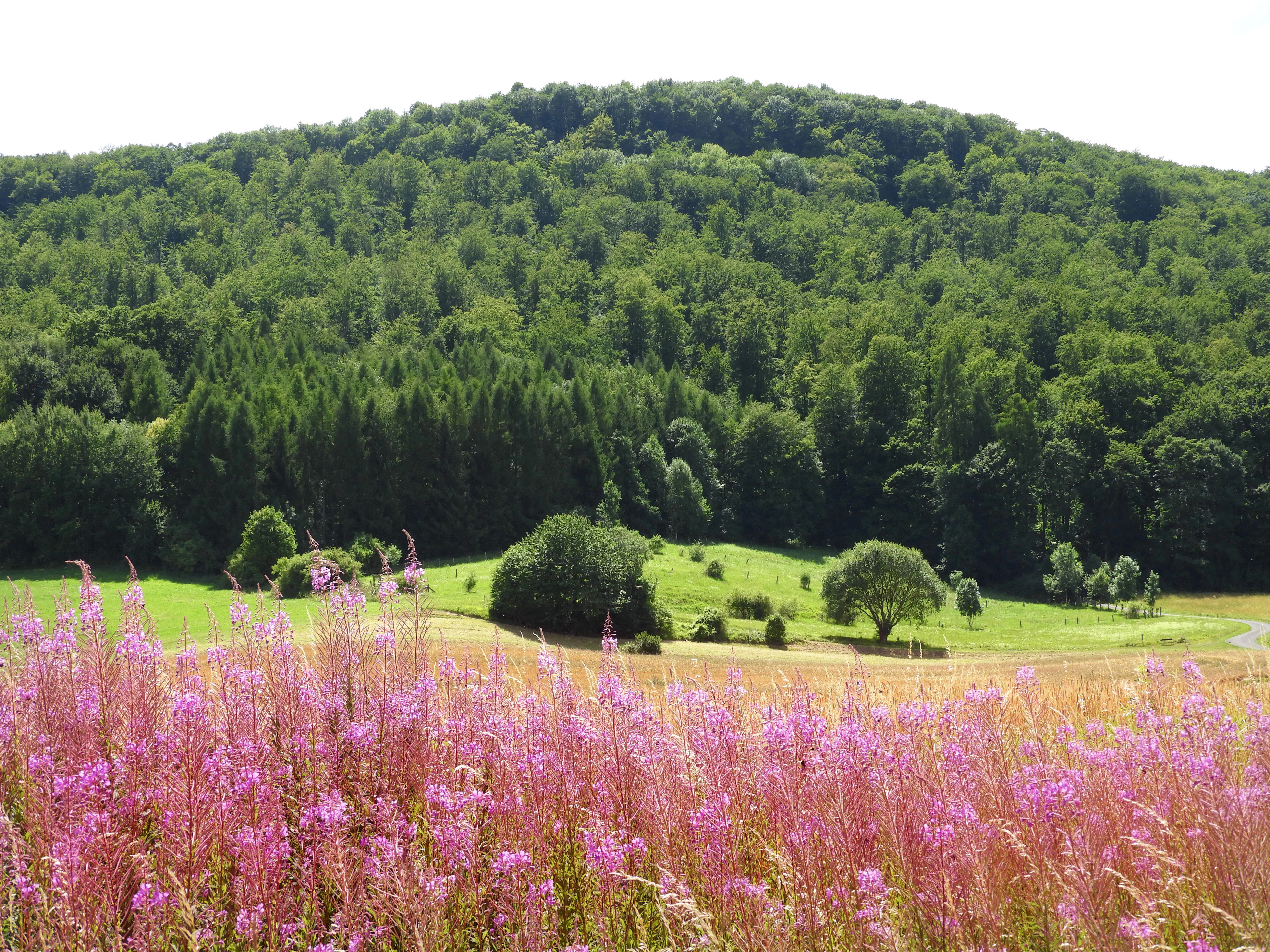 A forested hill rising behind a green meadow, with a field of tall pink wildflowers in the foreground.