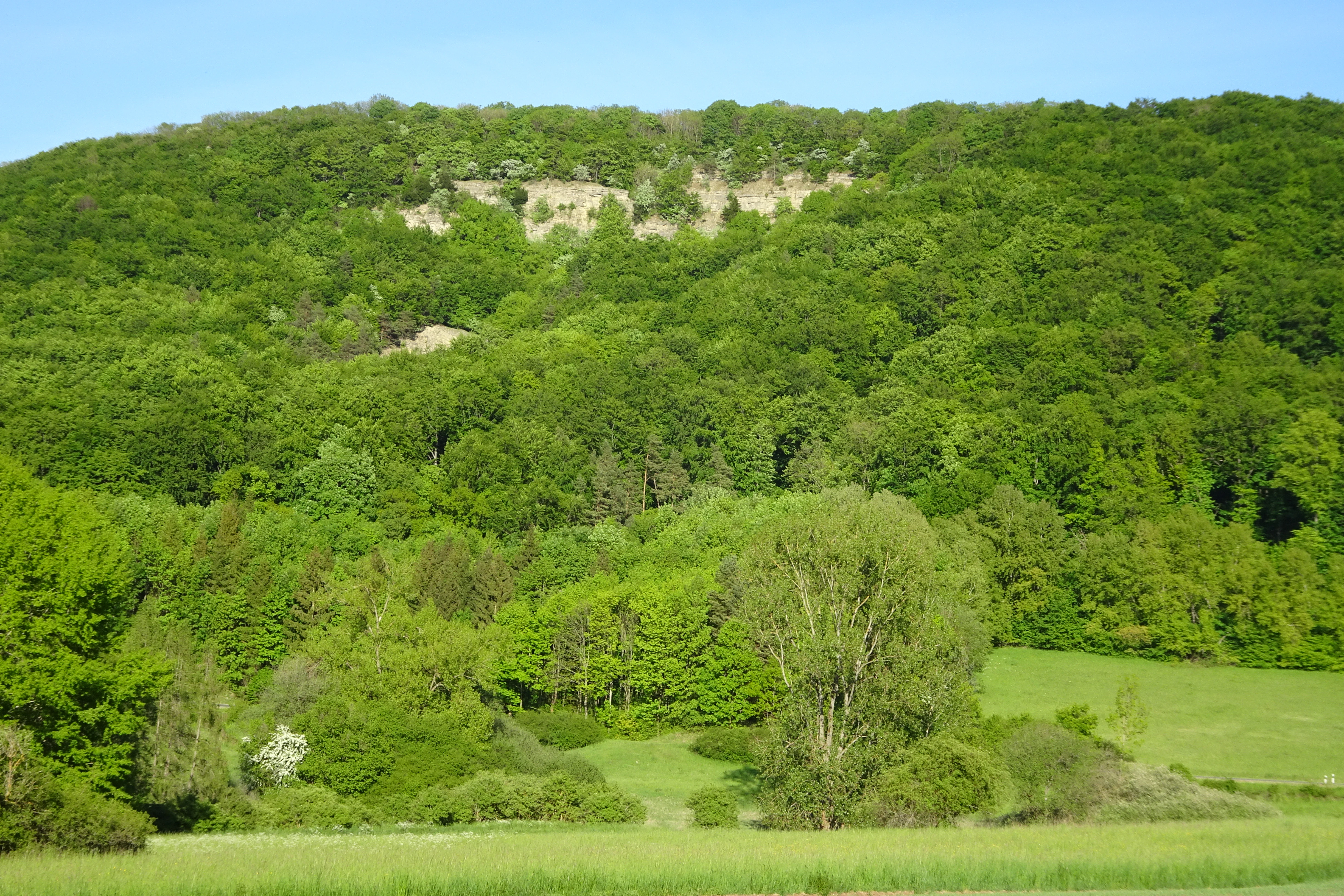 A lush green forested hill with a rocky limestone outcrop near the summit, rising above a grassy field under a clear blue sky.